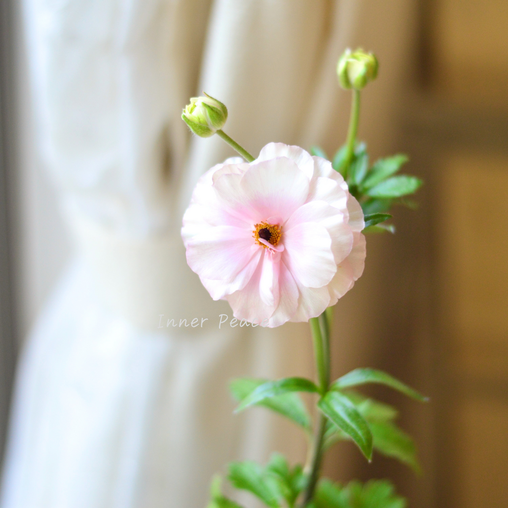 ad750a9f28466e2c2b73b2d8d926ad