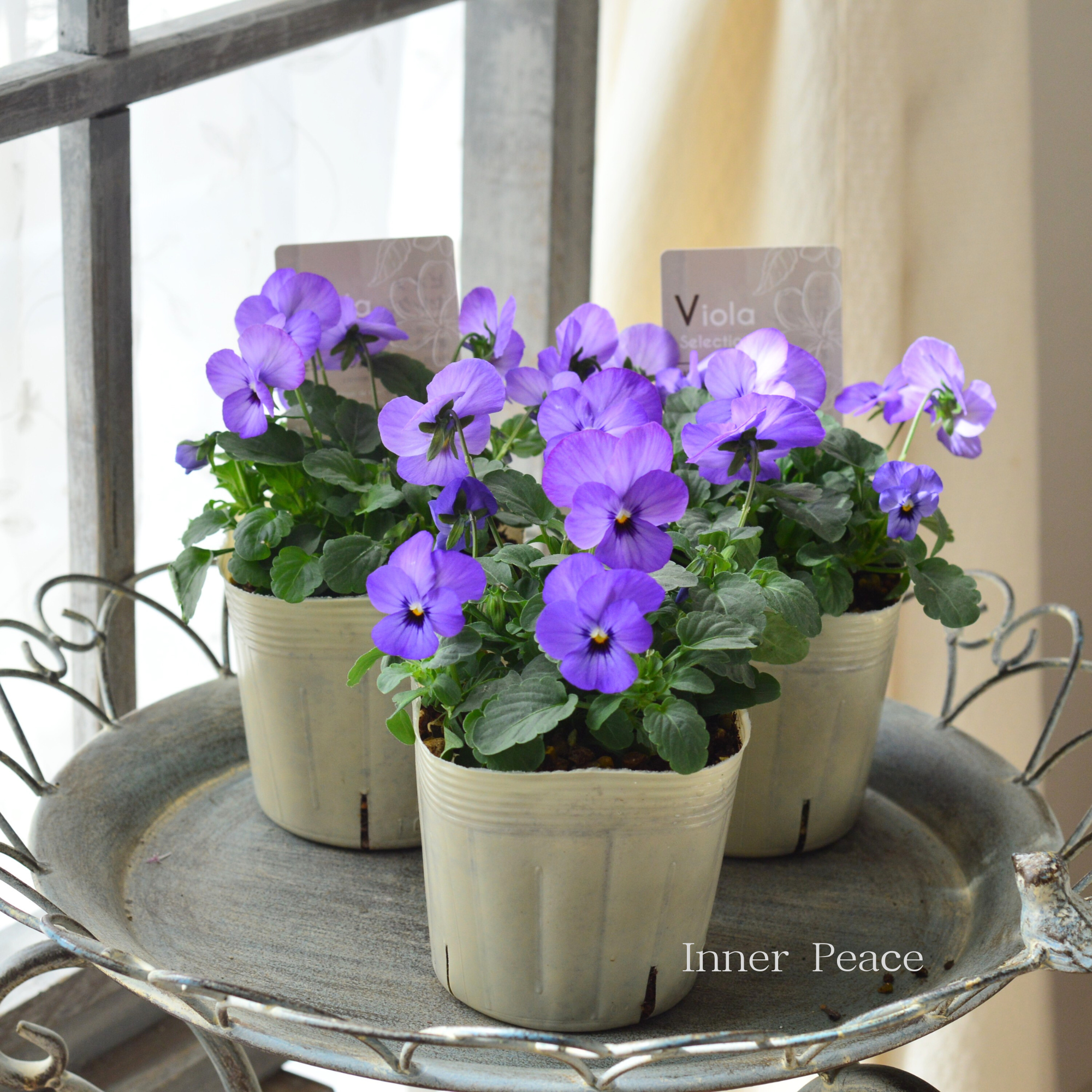 【アンティーク】 ビオラ・なごみももか　『ふじいろ』　3.5寸POT