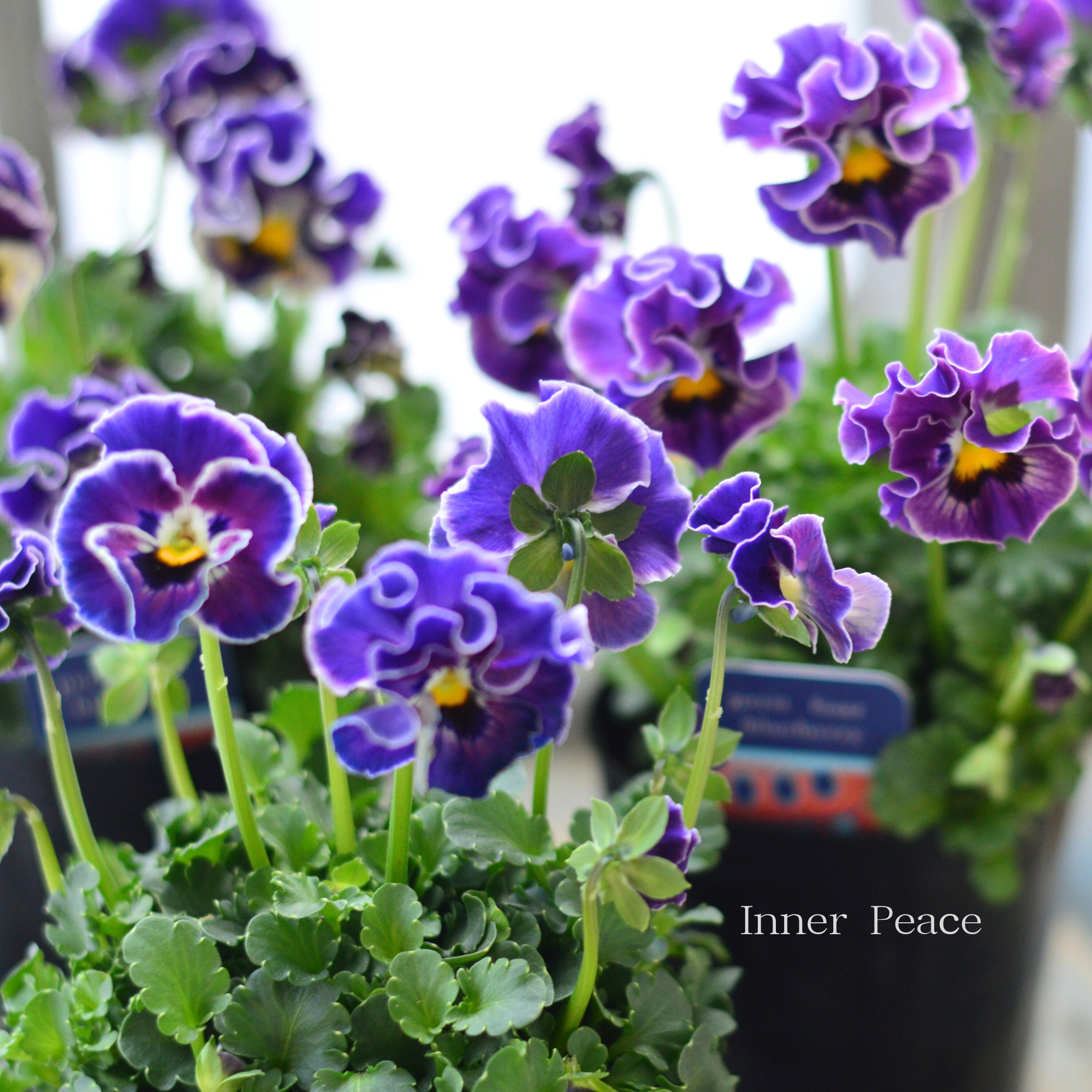 【ハルグリンさん】 ビオラ　『プティフール・ブルーベリー』　　3寸POT