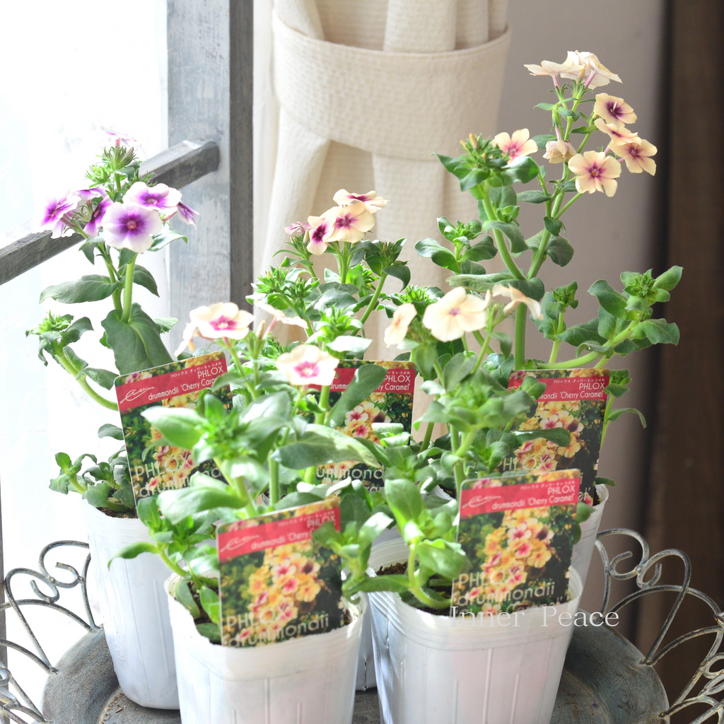 大人かわいい】 フロックス 『チェリーキャラメル』 3寸POT