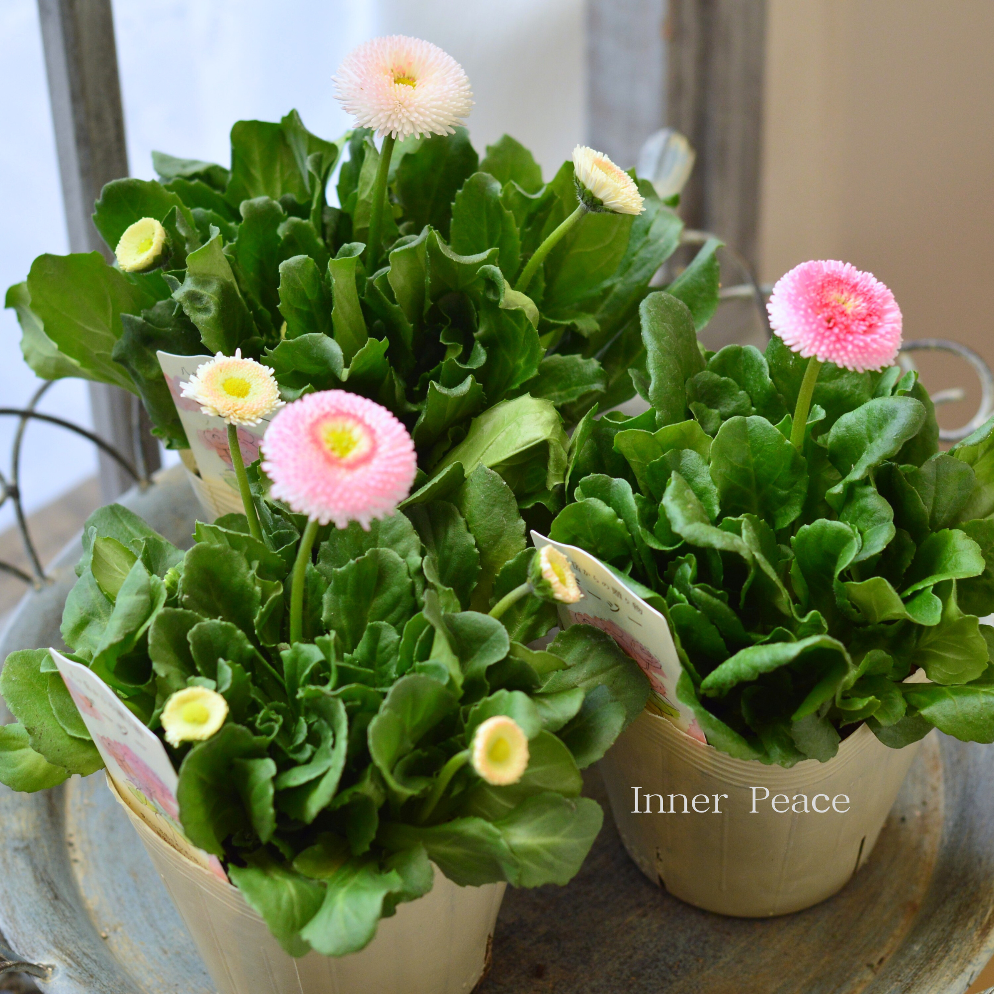 【かわいい】 チロリアンデージー　『ストロベリー＆クリーム』　　3.5寸POT