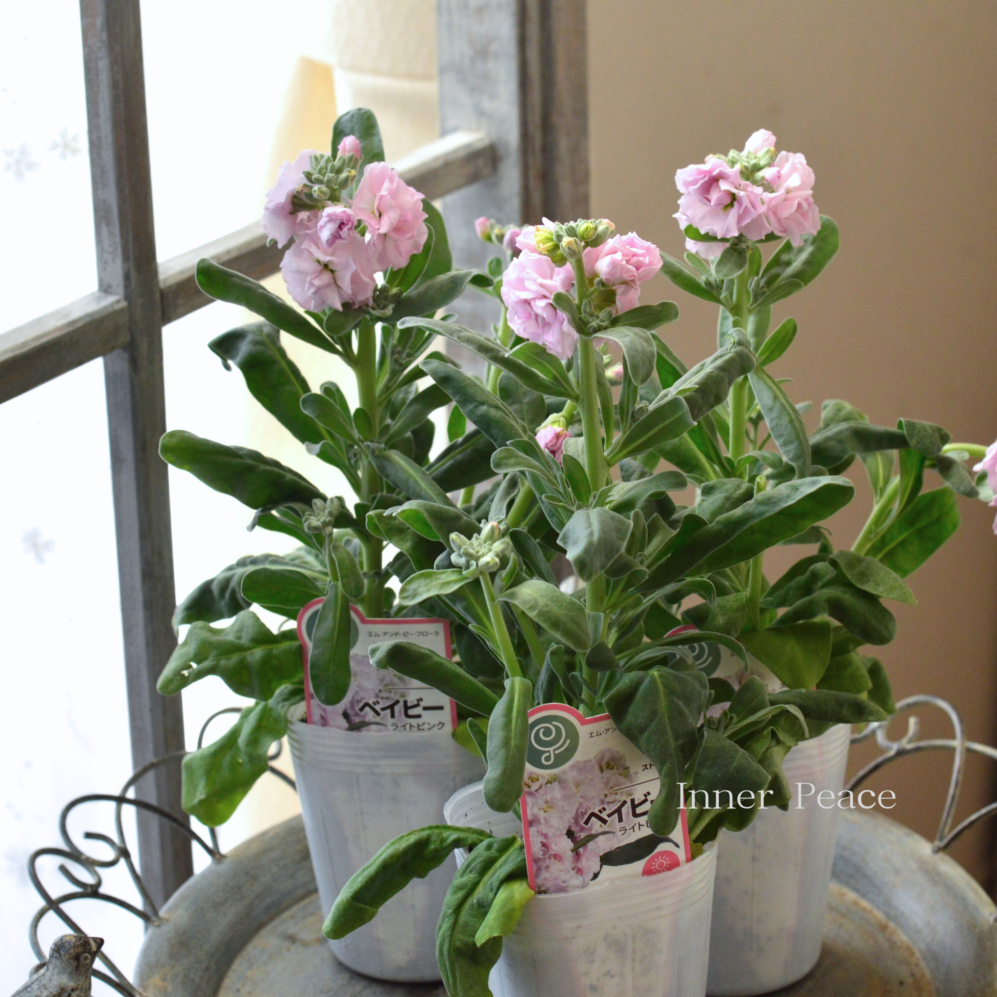 【八重咲き】 ストック ベイビー  『ライトピンク』　  3寸ロングPOT