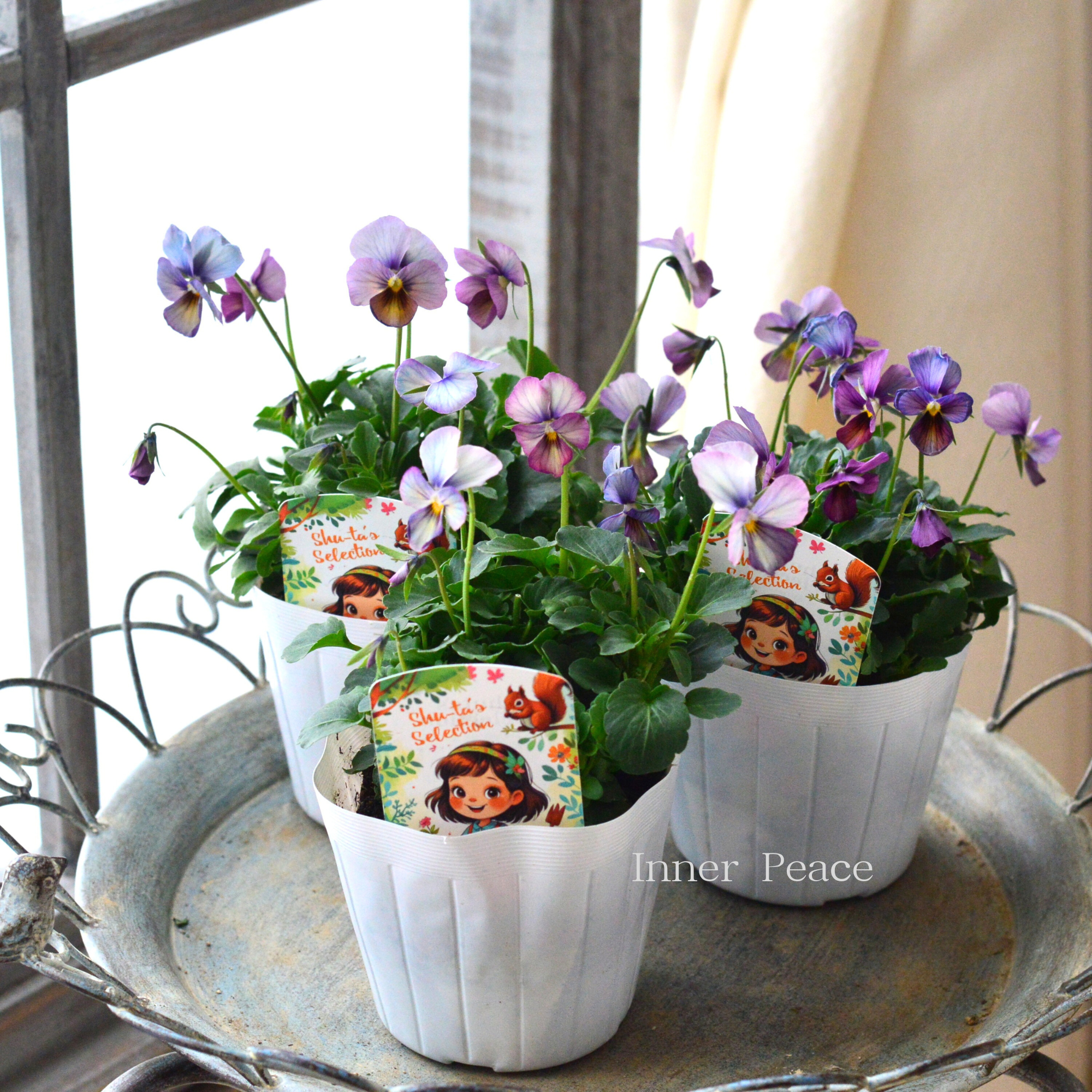 【希少】 おひとり様１苗限定　ビオラ　『パルプンテ』　　3.5寸POT