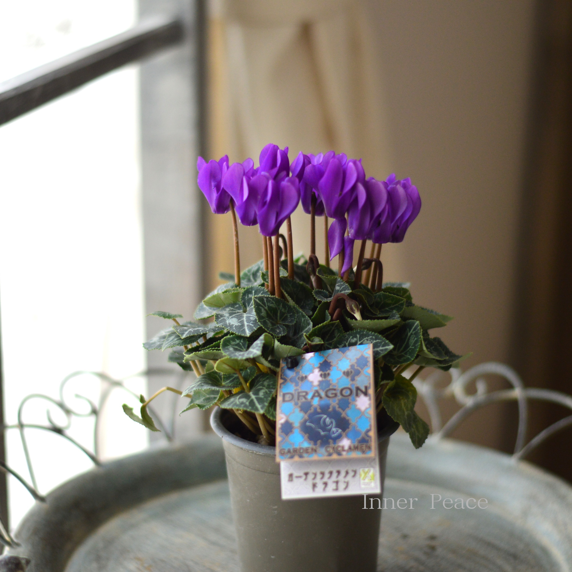 【New】 ガーデンシクラメン　『ドラゴン・ディープブルー』　 3寸硬質POT