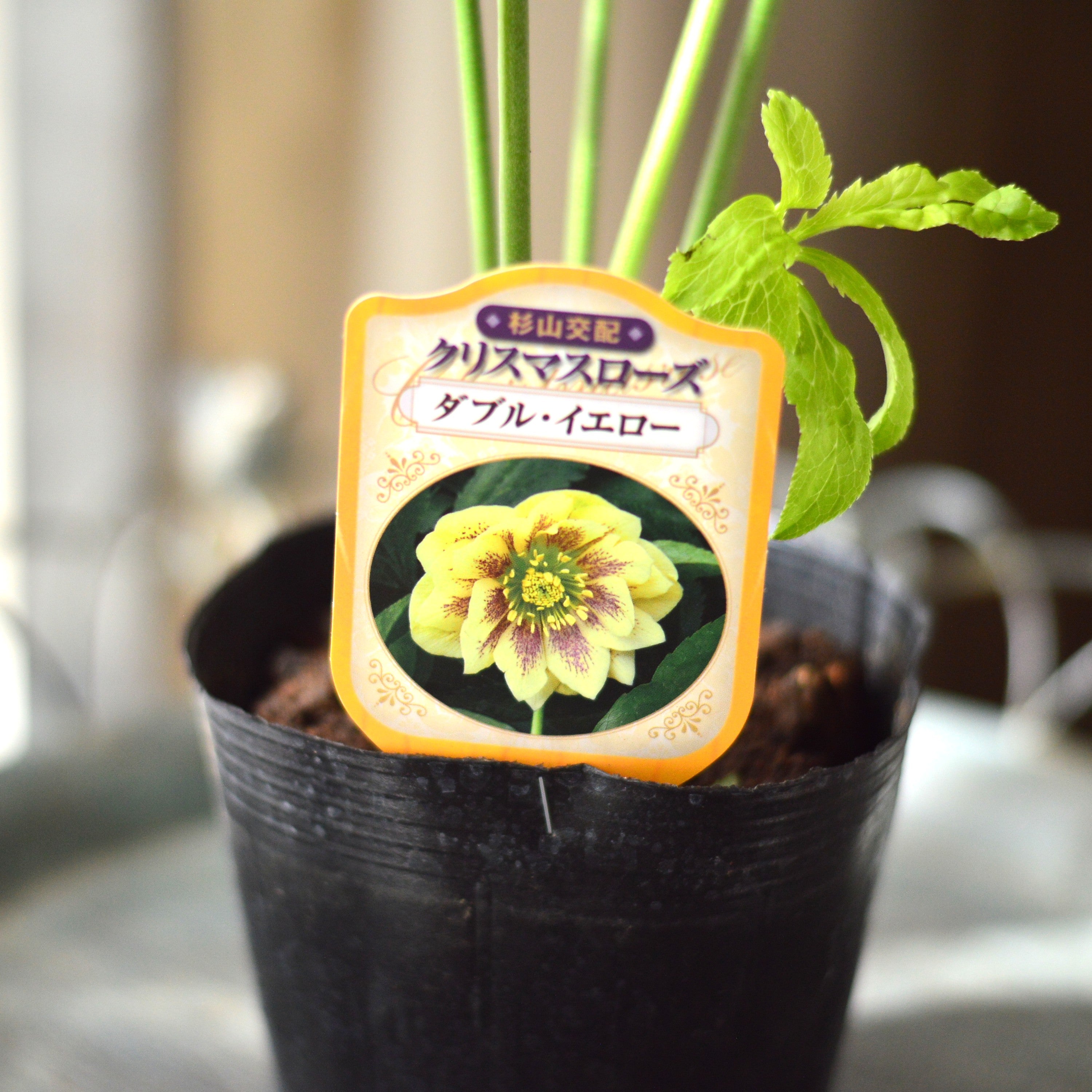 【杉光園芸さん】  クリスマスローズ　『ダブル・イエロー』　　4寸POT