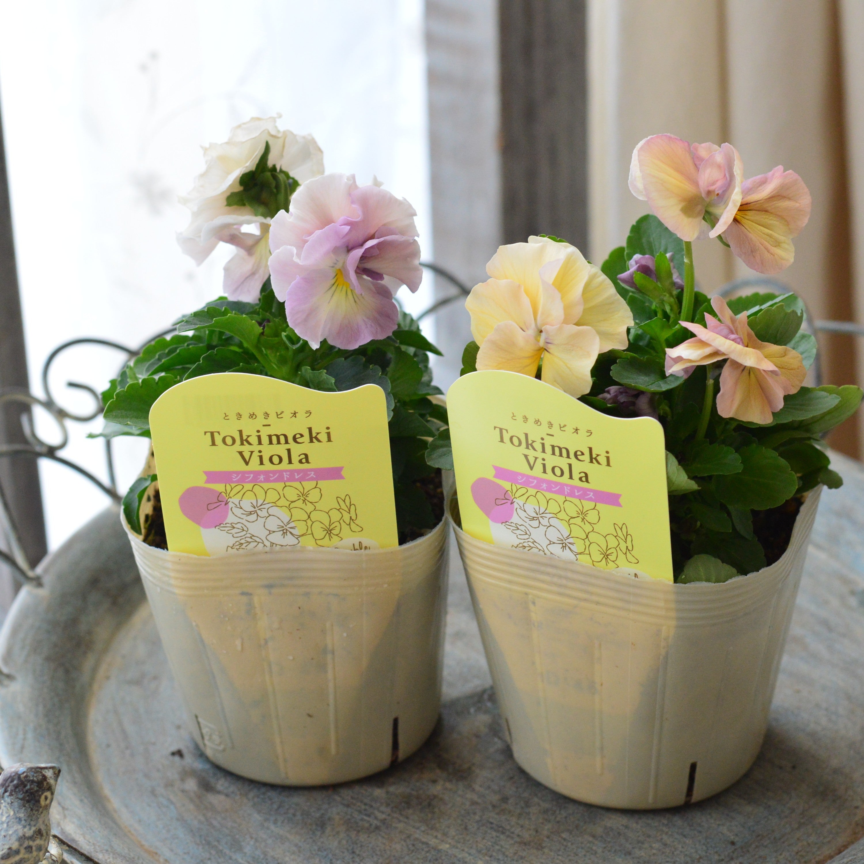 【奥田園芸さん】 ときめきビオラ　『シフォンドレス』　3.5寸POT