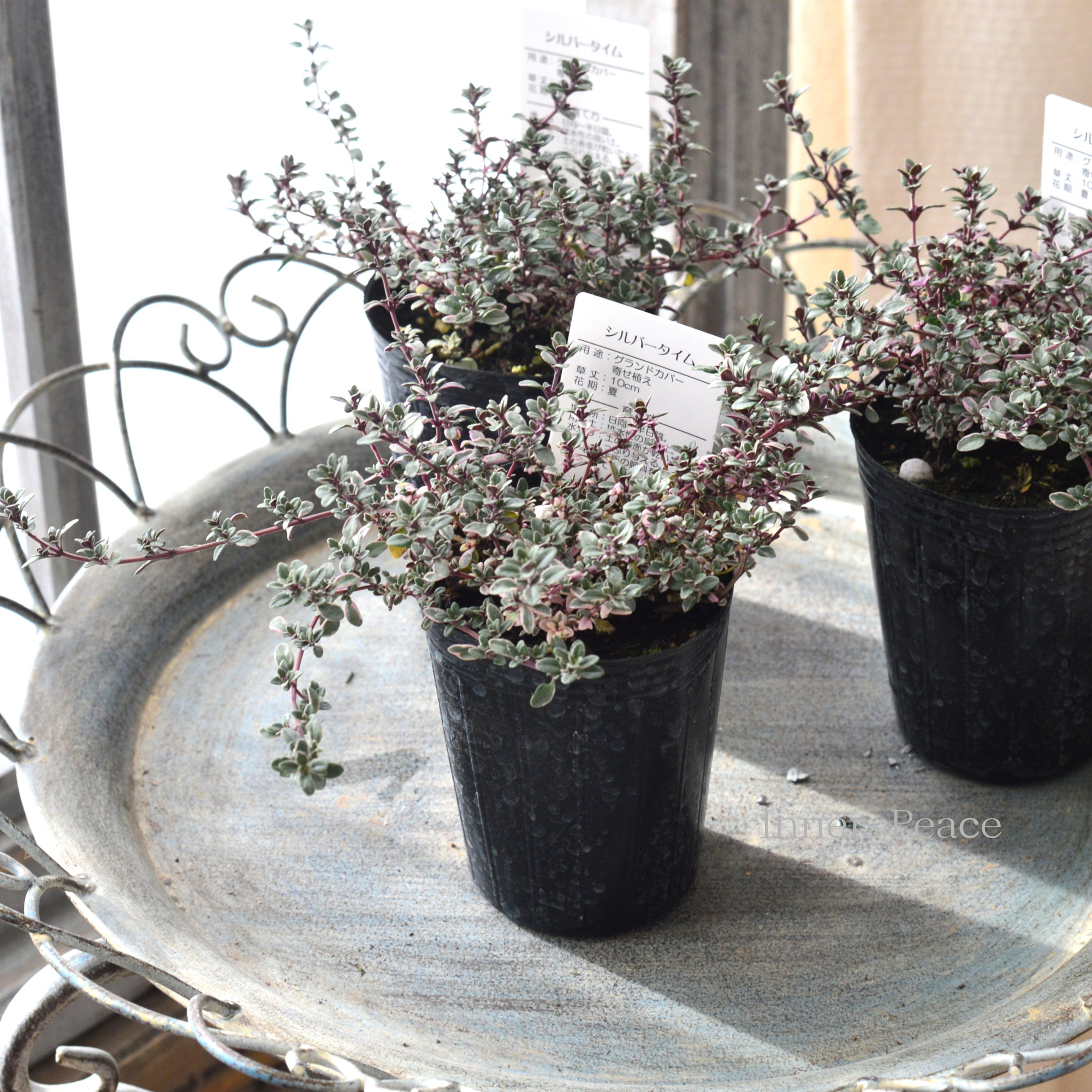【寄せ植えに】 シルバータイム　2.5寸ロングPOT
