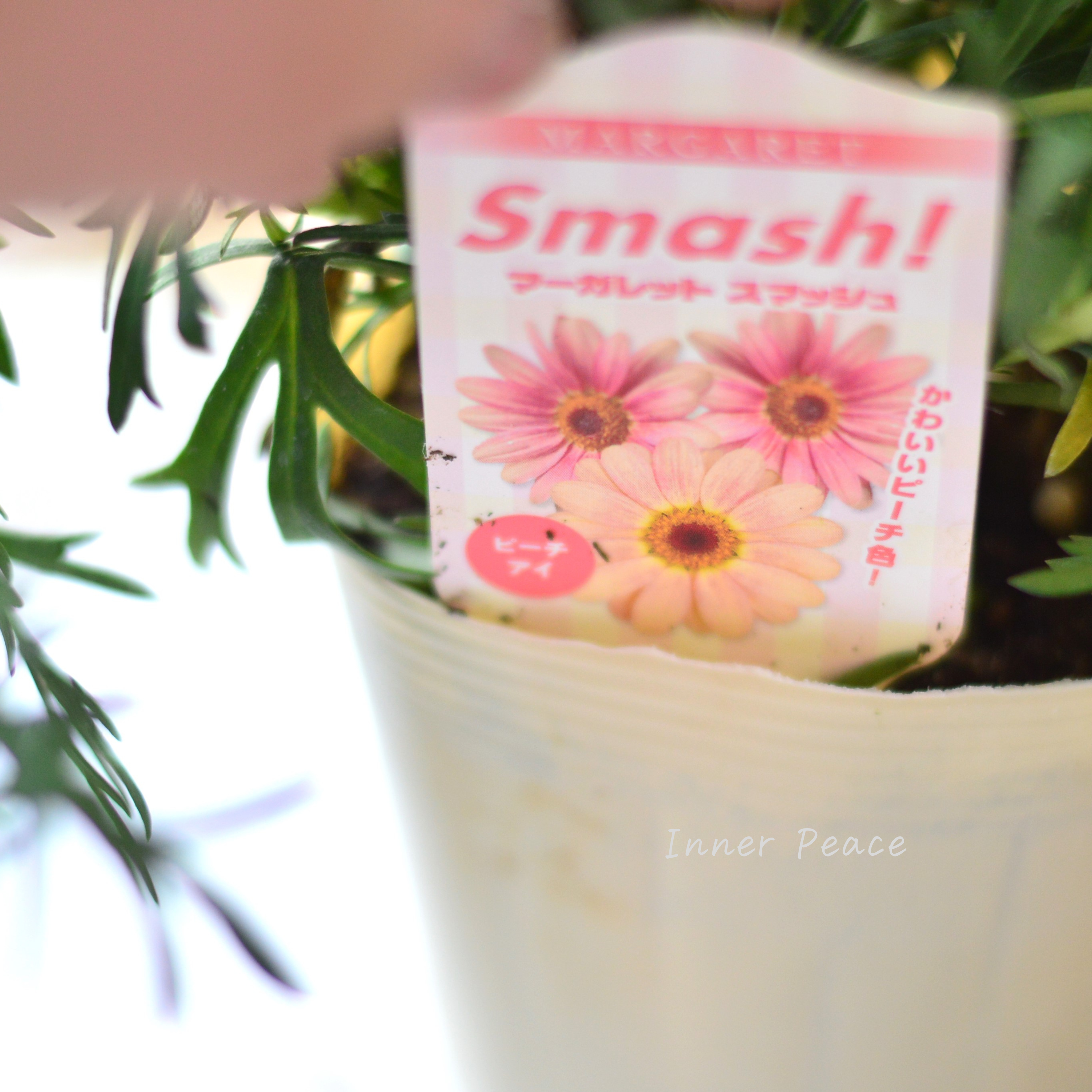 【かわいい】 マーガレット 『スマッシュ・ピーチアイ』　3.5寸POT