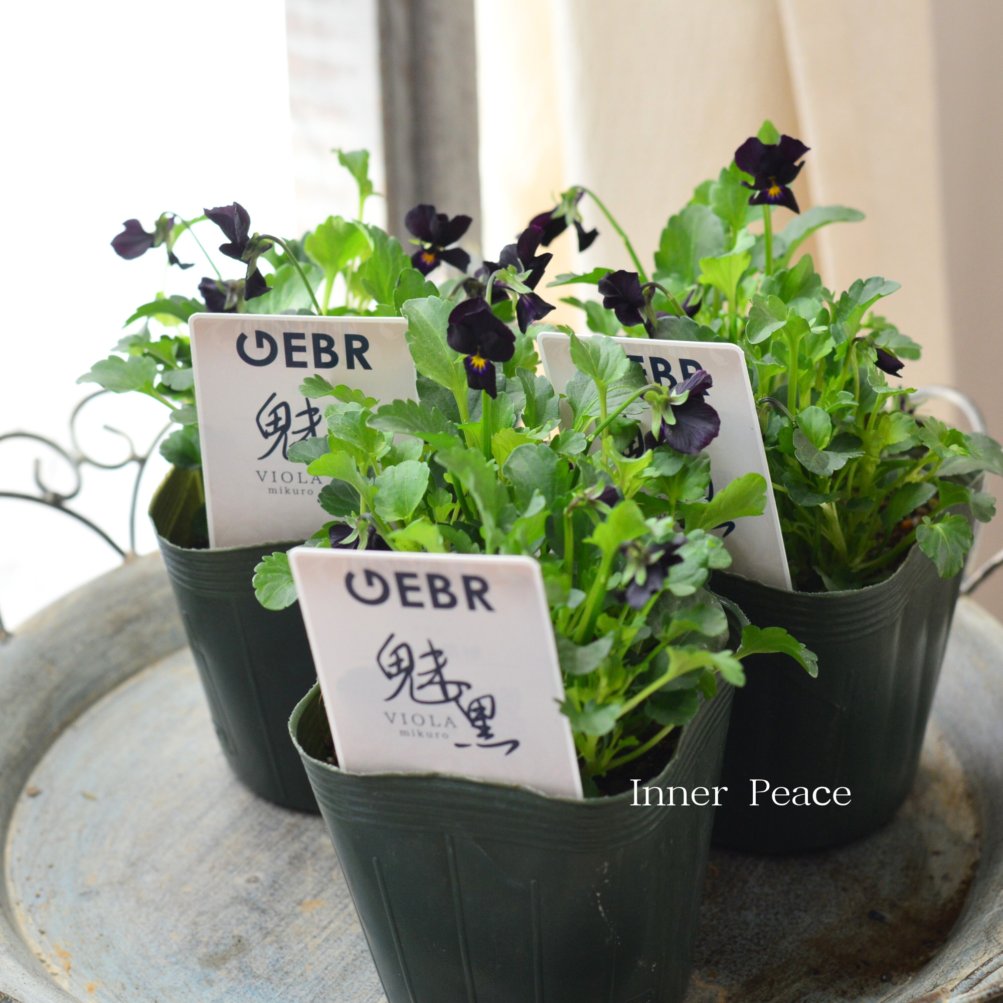 青いガーネット Inner garden 青いガーネット Inner Garden CD 青い