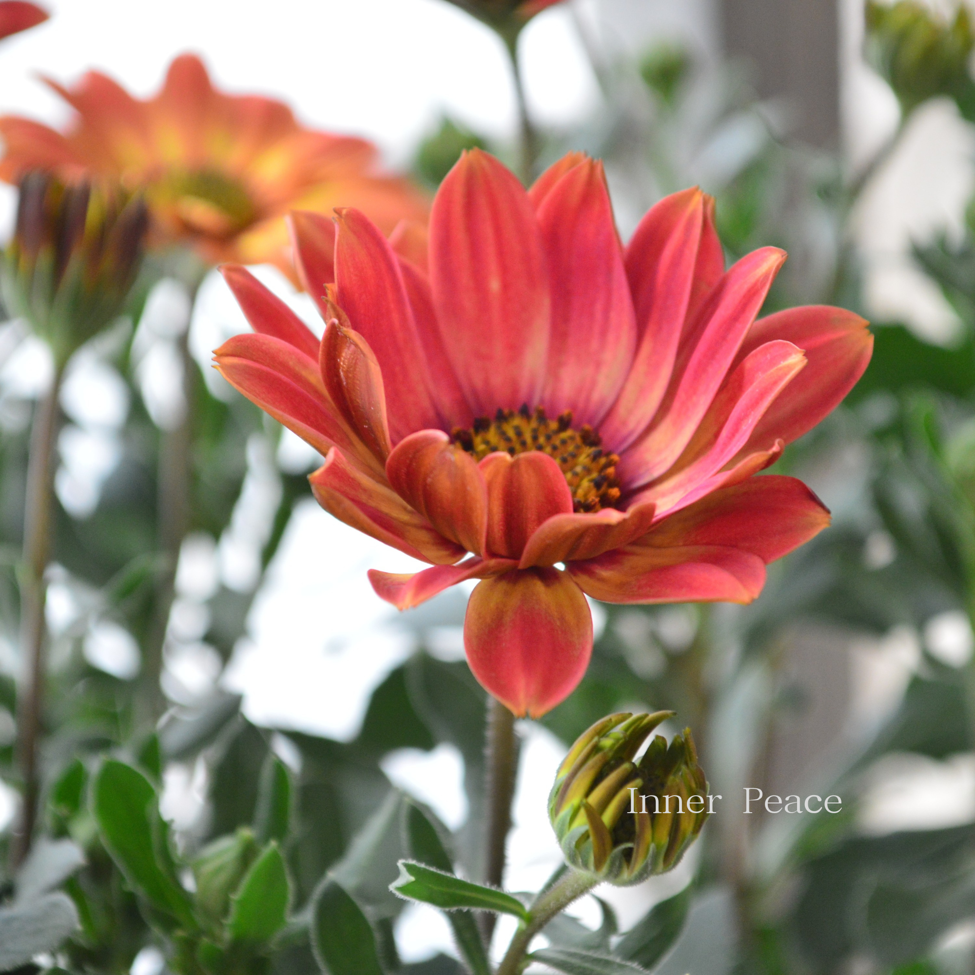 【PW】 オステオスペルマム　『キャンディーフィールズ・ベリーズパイン』   3.5寸POT