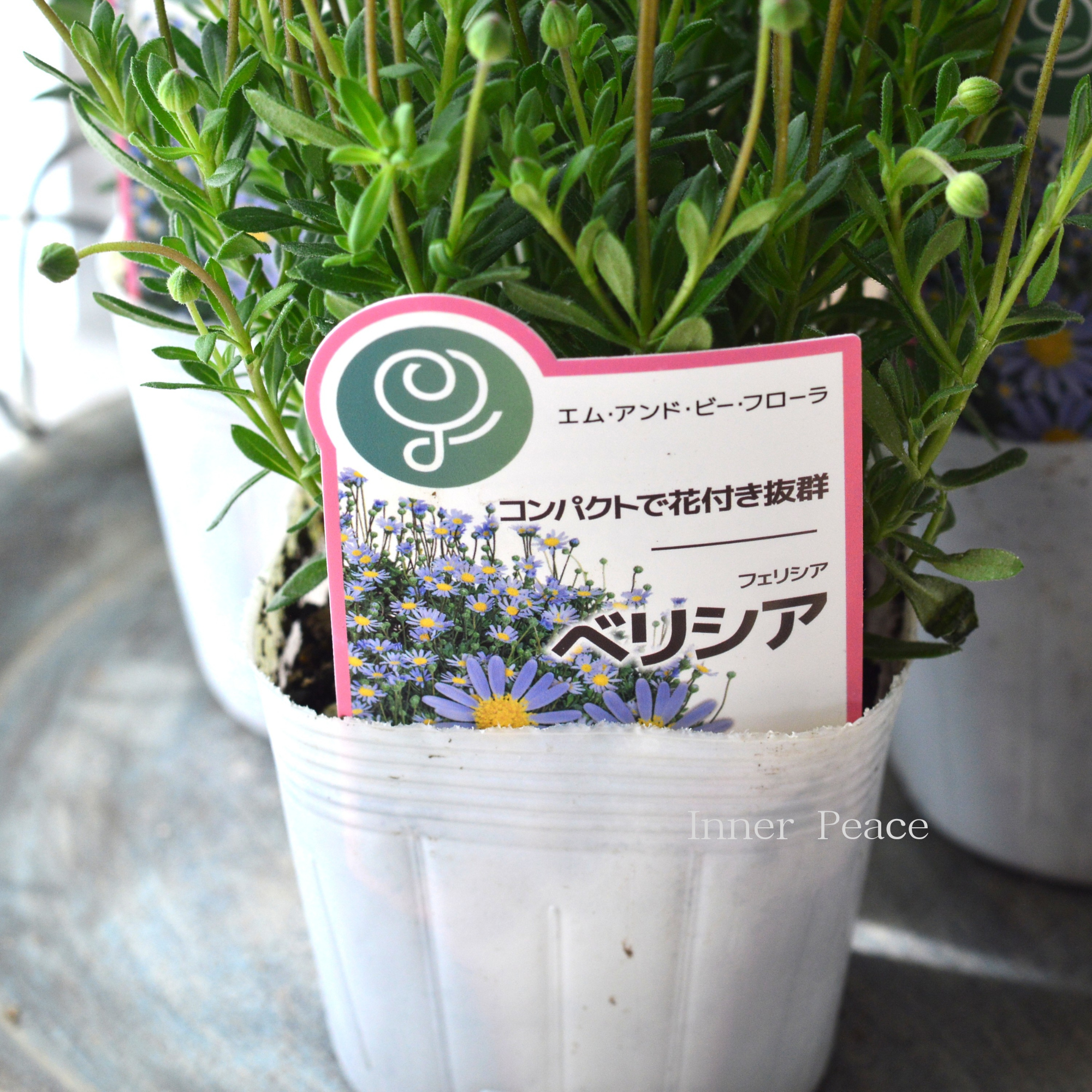 【人気】 フェリシア（ブルーデージー） 『ベリシア』  　3.5寸POT