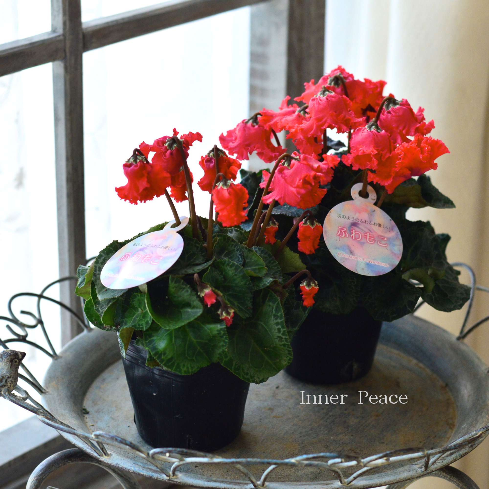 【フリル】 シクラメン　『ふわもこ・レッド』　 　3寸POT