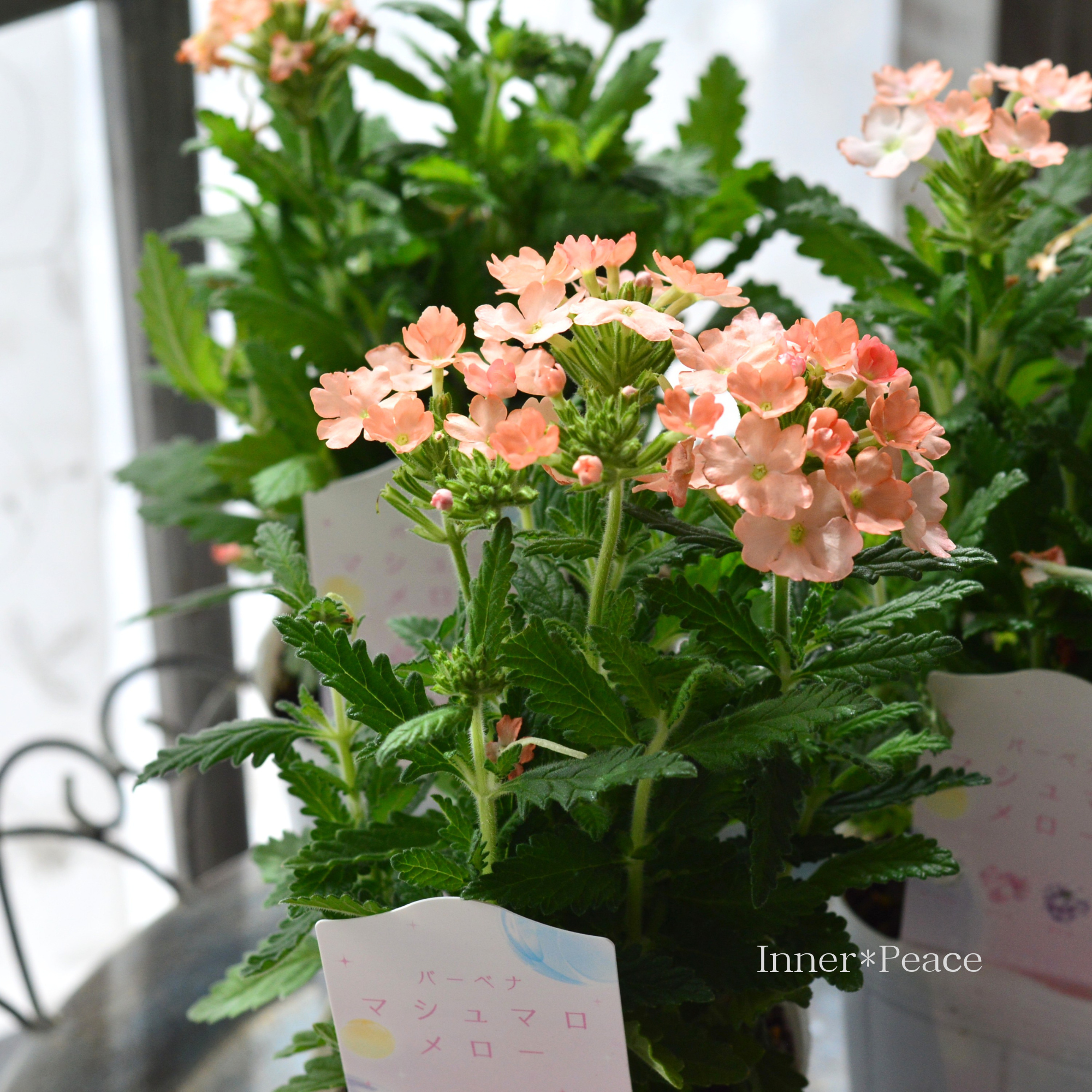 【かわいい】 バーベナ 『マシュマロメロー・アプリコット』　　3寸ロングPOT