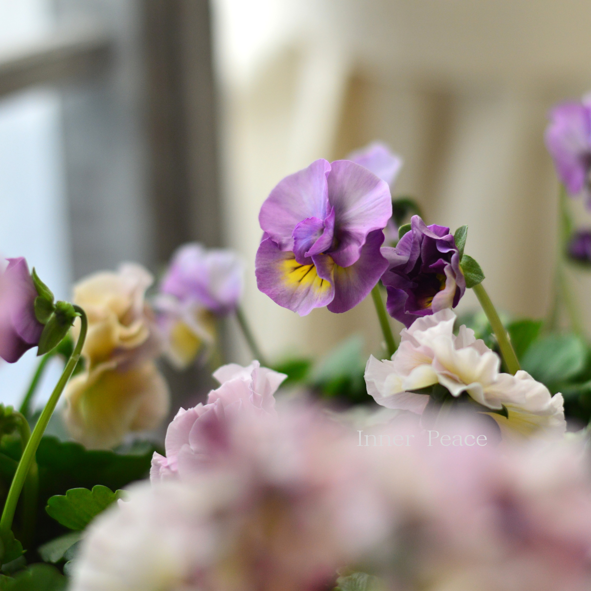 【ハルグリンさん】新品種 パンジー　『ジャーニー』   　3寸POT