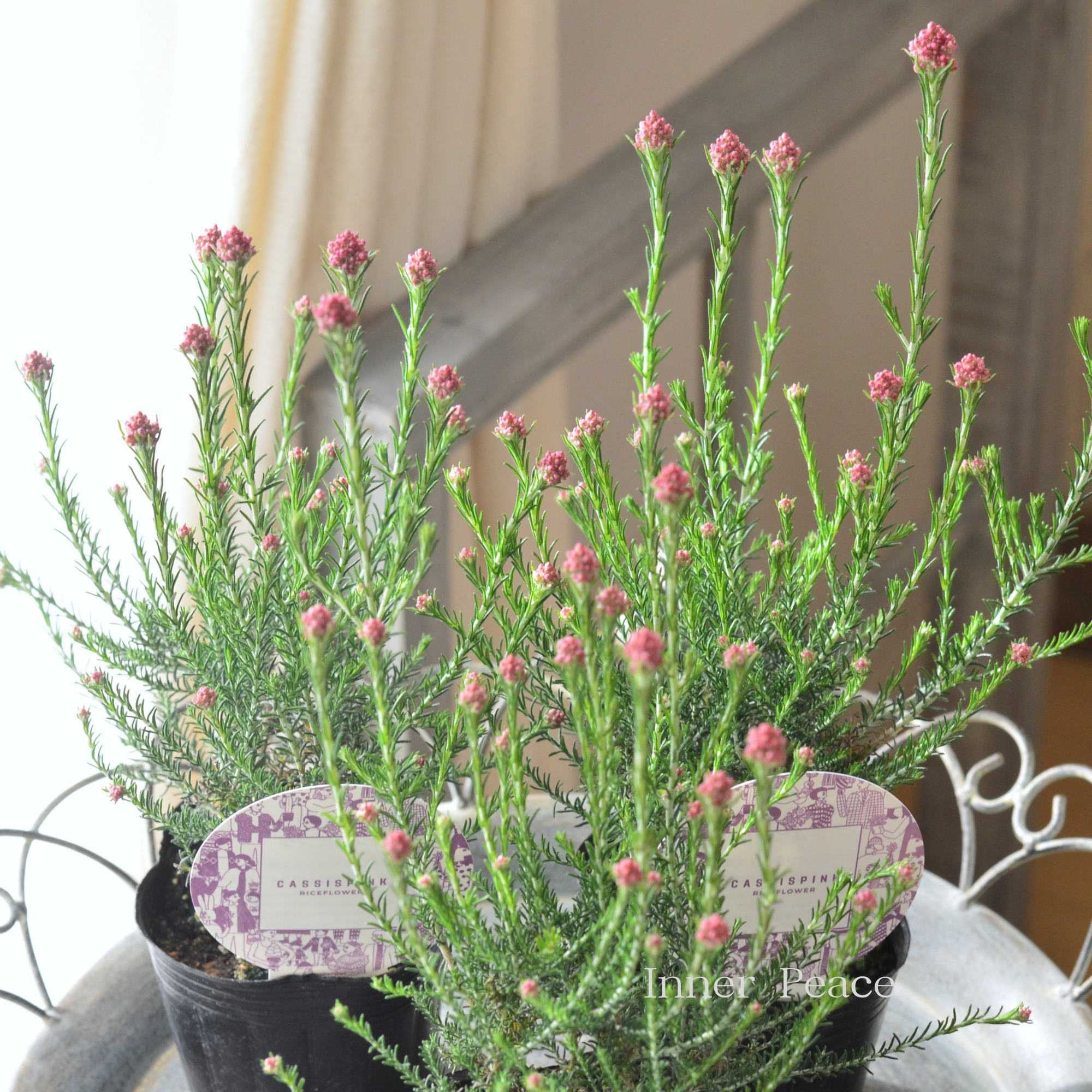 【人気】 ライスフラワー　『カシスピンク』　3寸ロングPOT