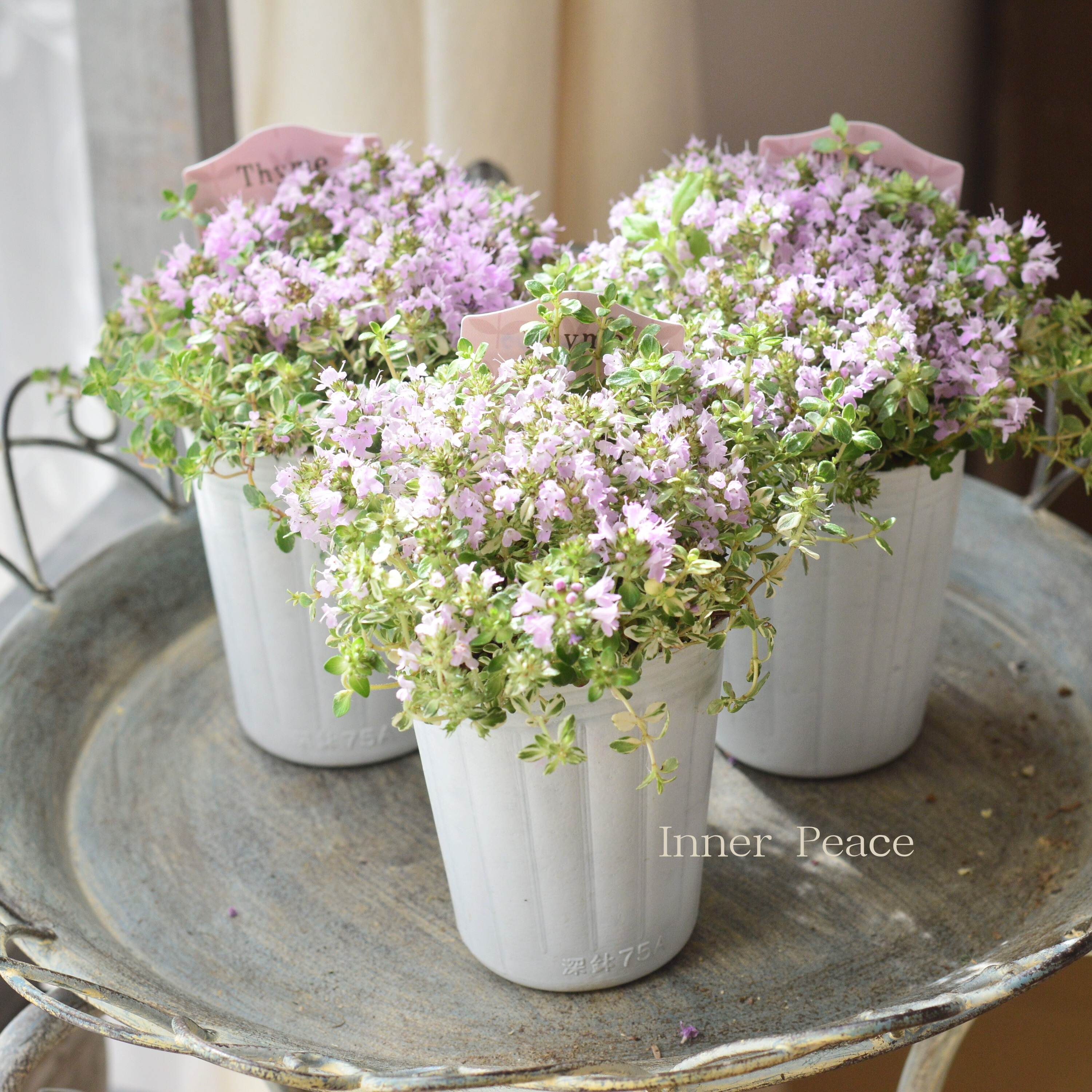 【斑入り】 イブキジャコウソウ　　3寸ロングPOT