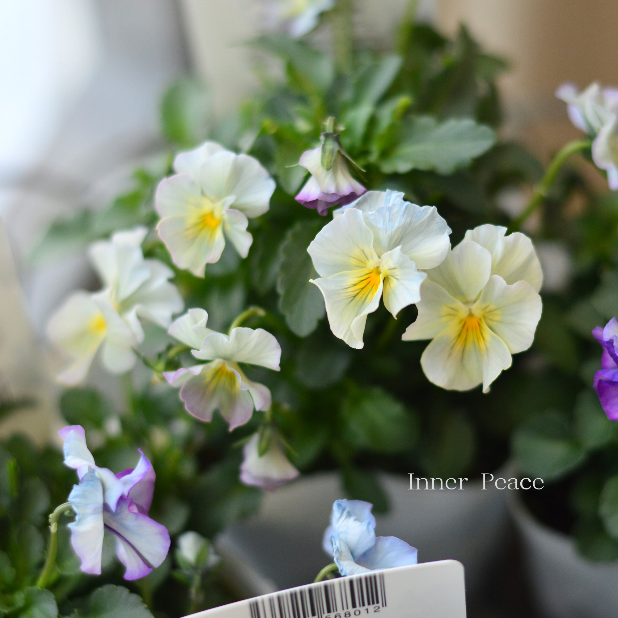 【ステキ】 北島園芸さんのビオラ　『コルティルーチェ・ブルー系』　3.5寸POT