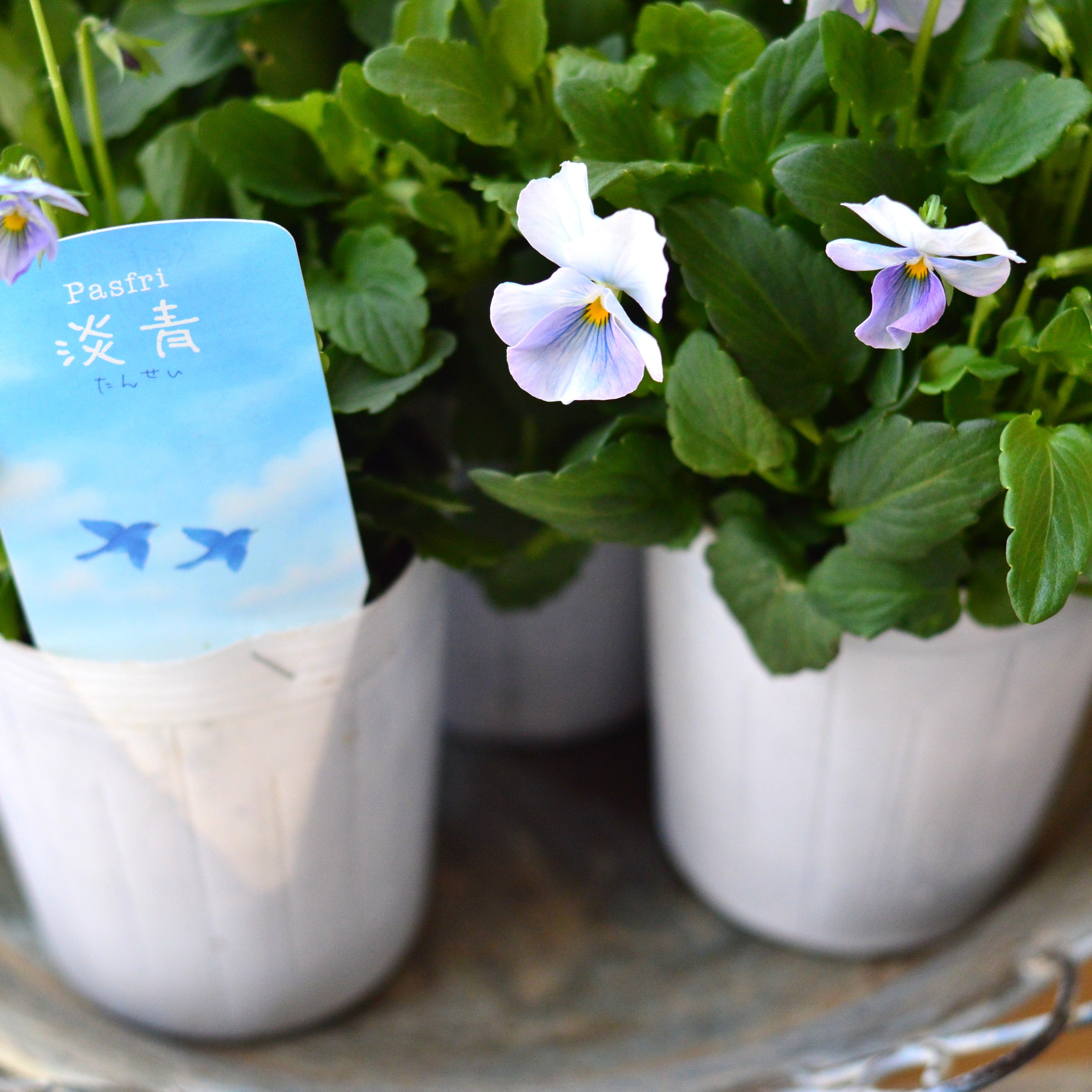 【人気】 ビオラ　『パステルフリル・淡青』　C　3寸POT