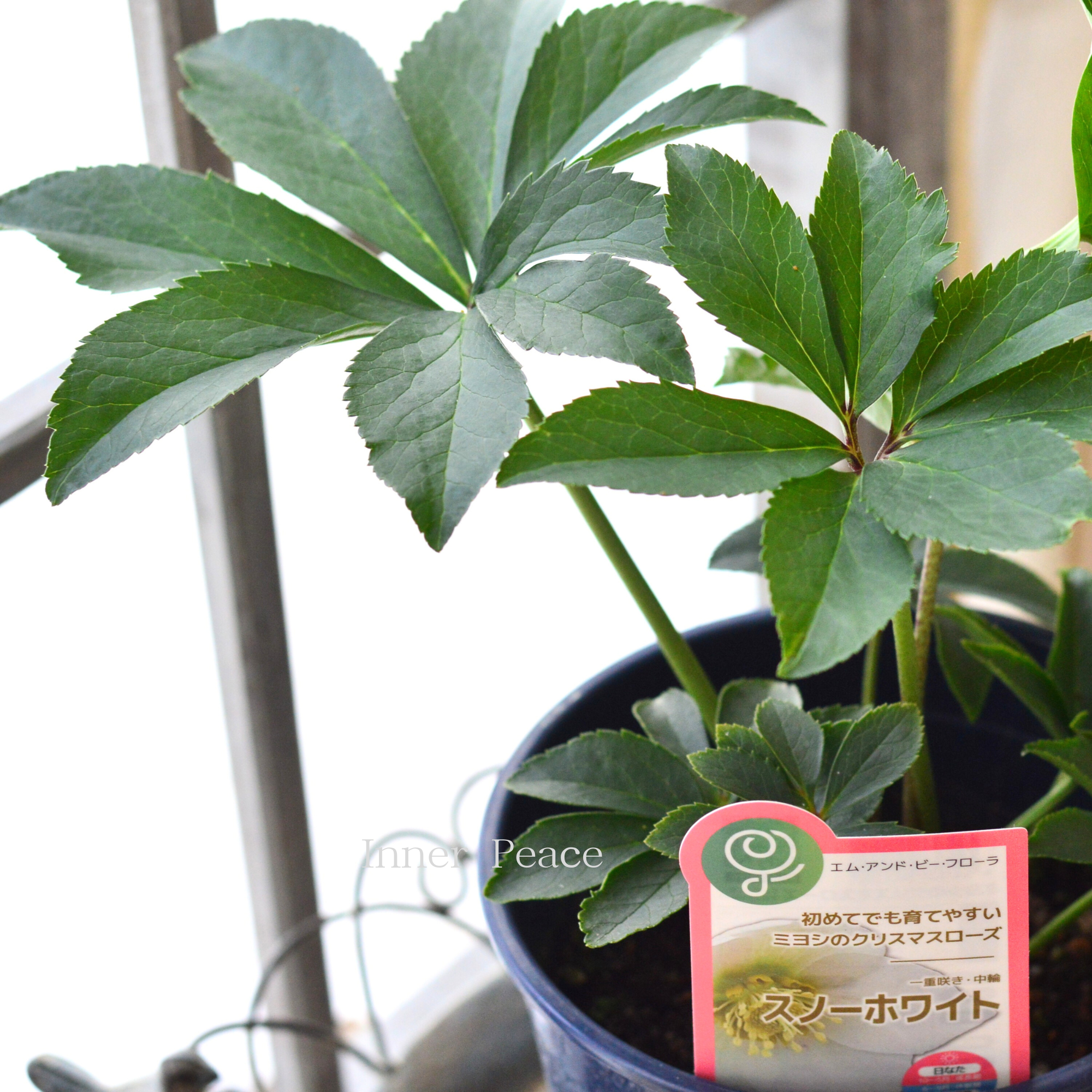 【ミヨシ】  クリスマスローズ　『スノーホワイト』　　６号鉢