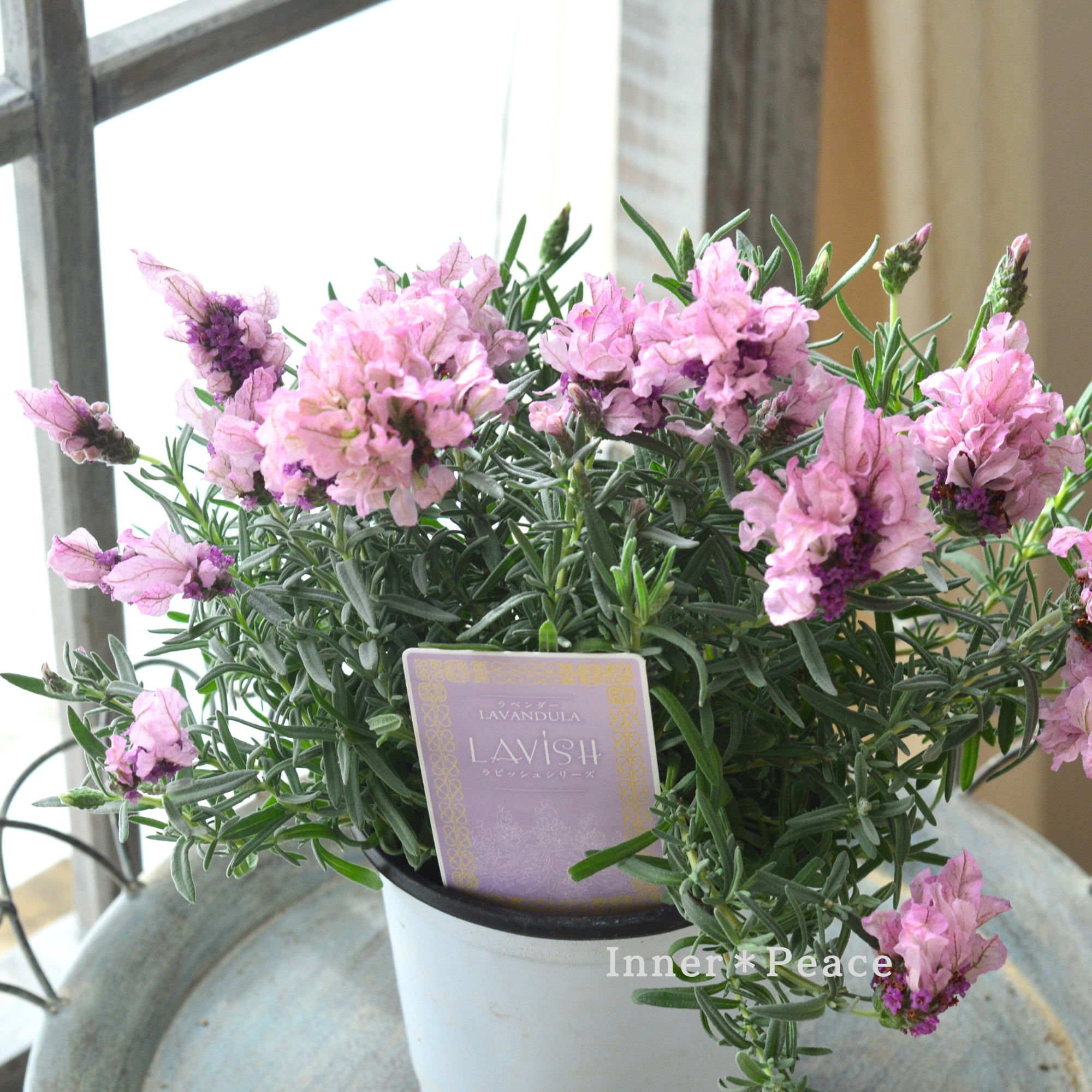 フレンチラベンダー 『ラビッシュ・ピンク』 　4寸POT