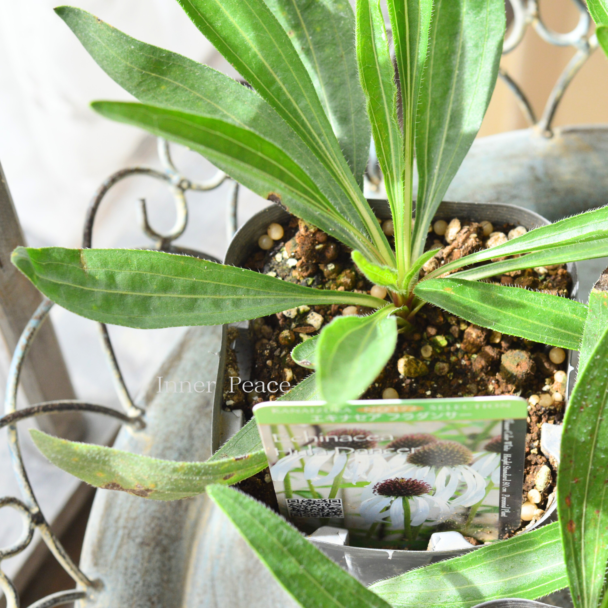 【暑さ寒さに強い】 エキナセア　『パリダ　フラダンサー』植え込み用　  3.5寸POT