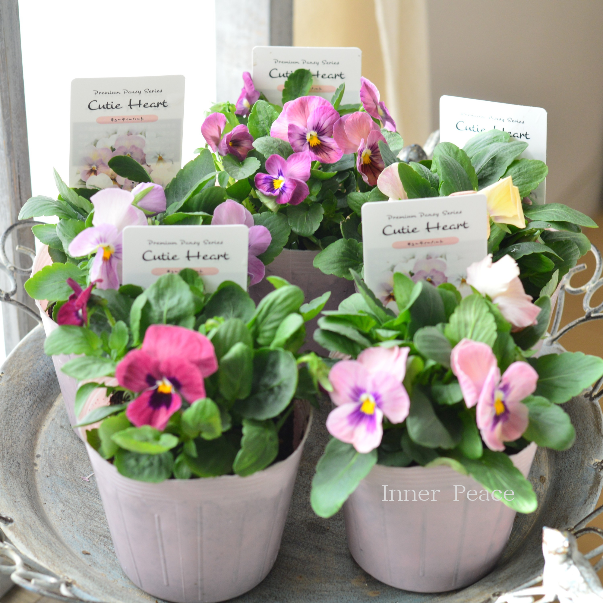 【かわいい】 パンジー　『キューティーハート』　　3.5寸POT