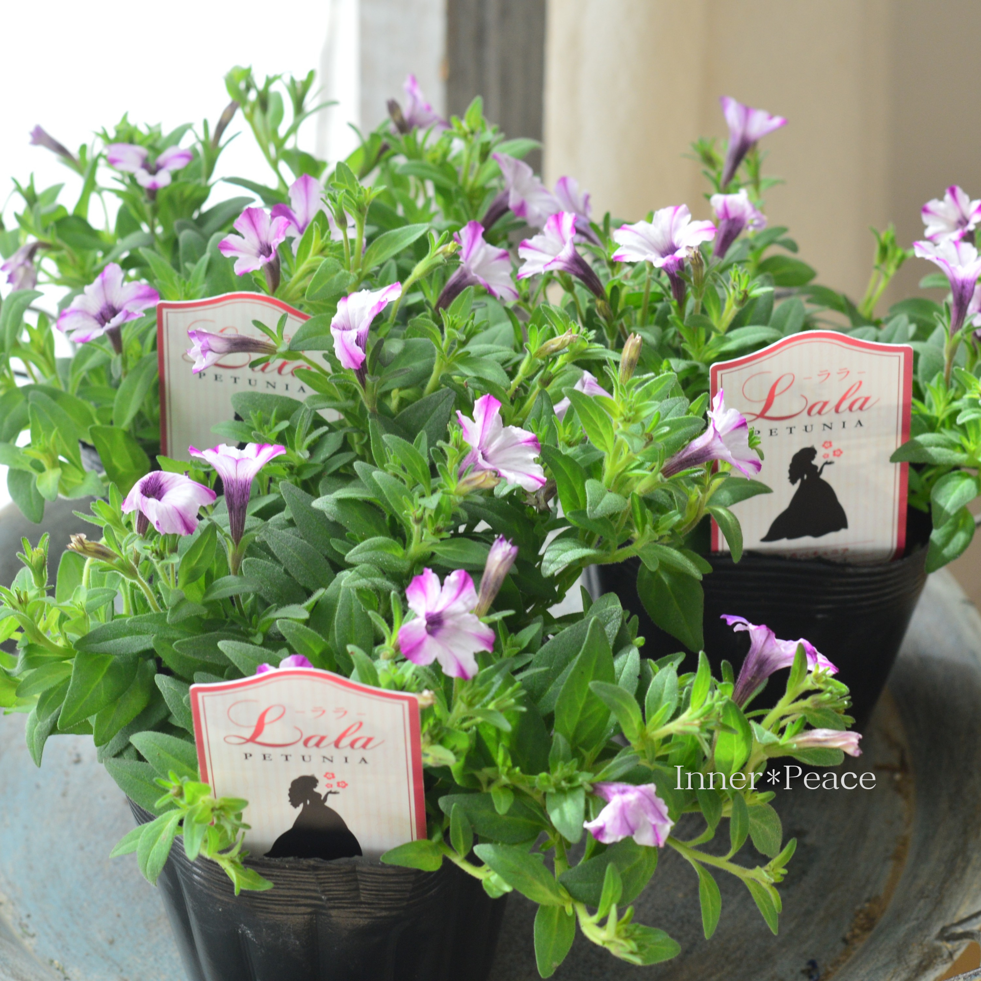 【かわいい】 ペチュニア 『ララ・ホワイトドレス』　 3.5寸POT