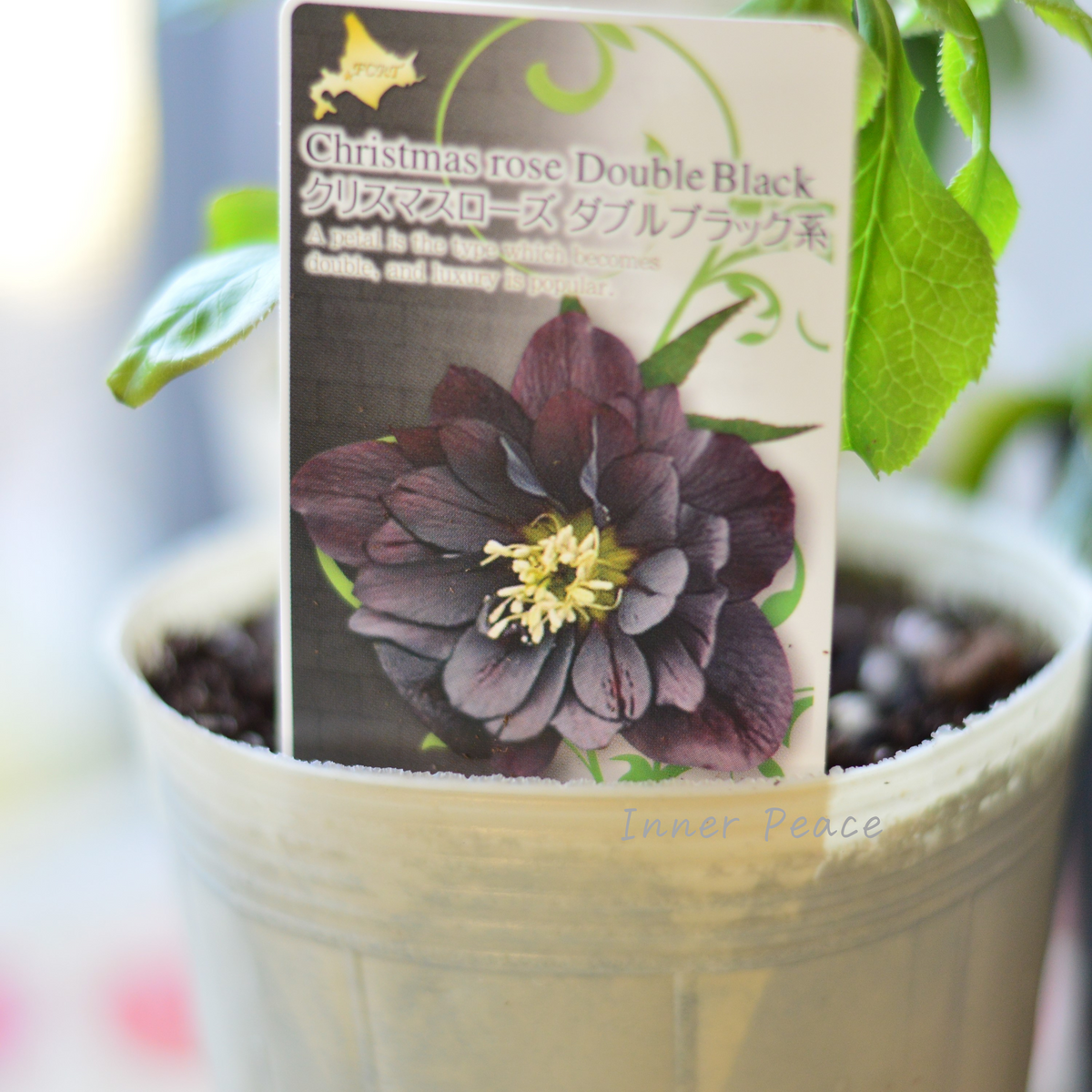 八重咲き】 クリスマスローズ 『ダブルブラック系』 3.5寸ロングPOT 八重咲き】 クリスマスローズ 『ダブルブラック系』 3.5寸ロングPOT