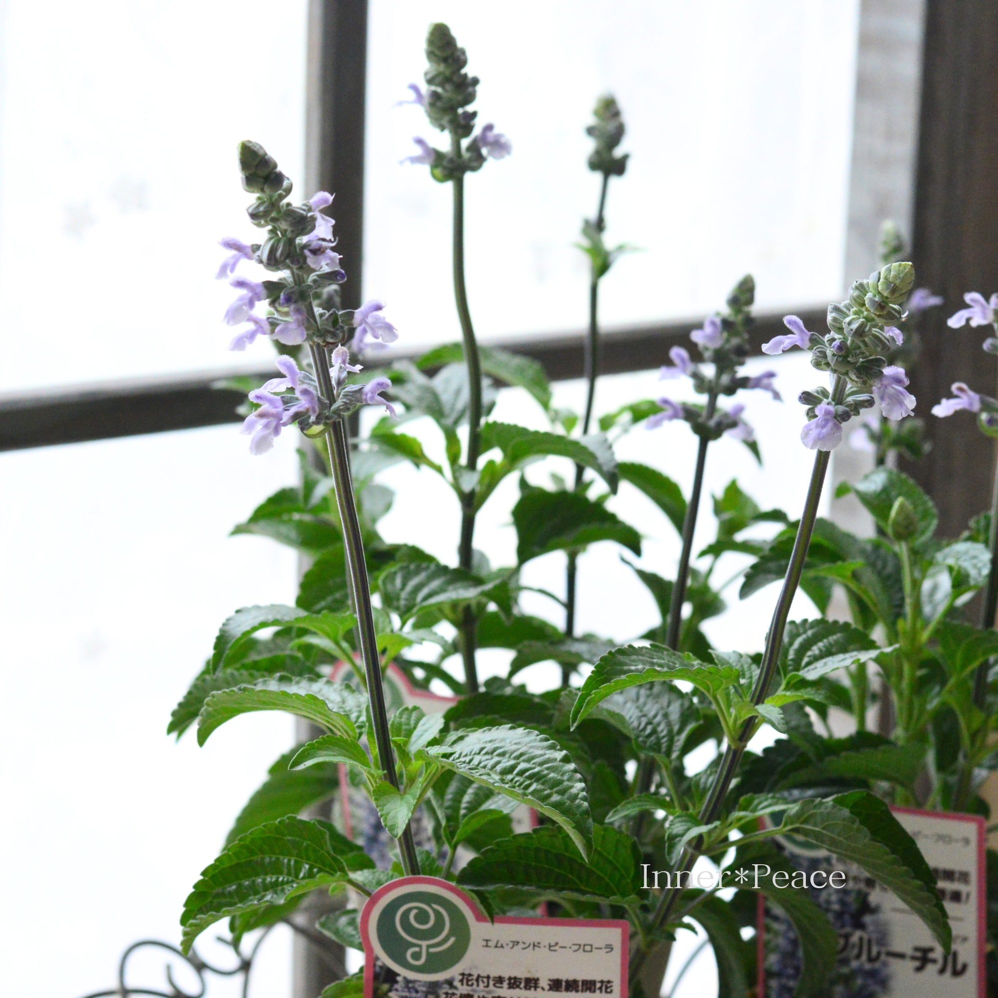 【開花期が長い】 サルビア　『ブルーチル』　　3寸ロングPOT