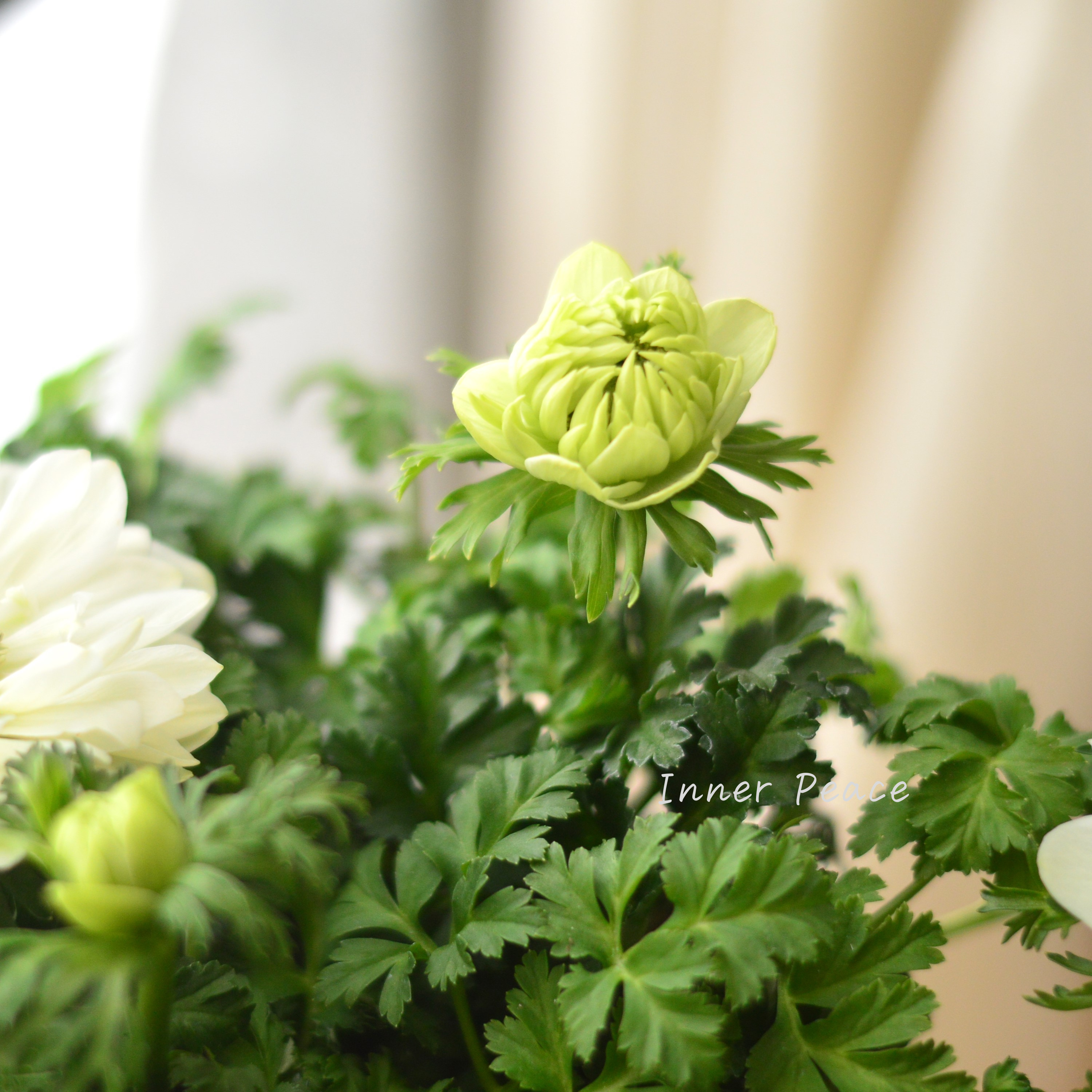 【神花園さん】  ３本植え！ 八重咲きスペシャルミックスアネモネ 『ホワイト』　3.5寸ロングPOT