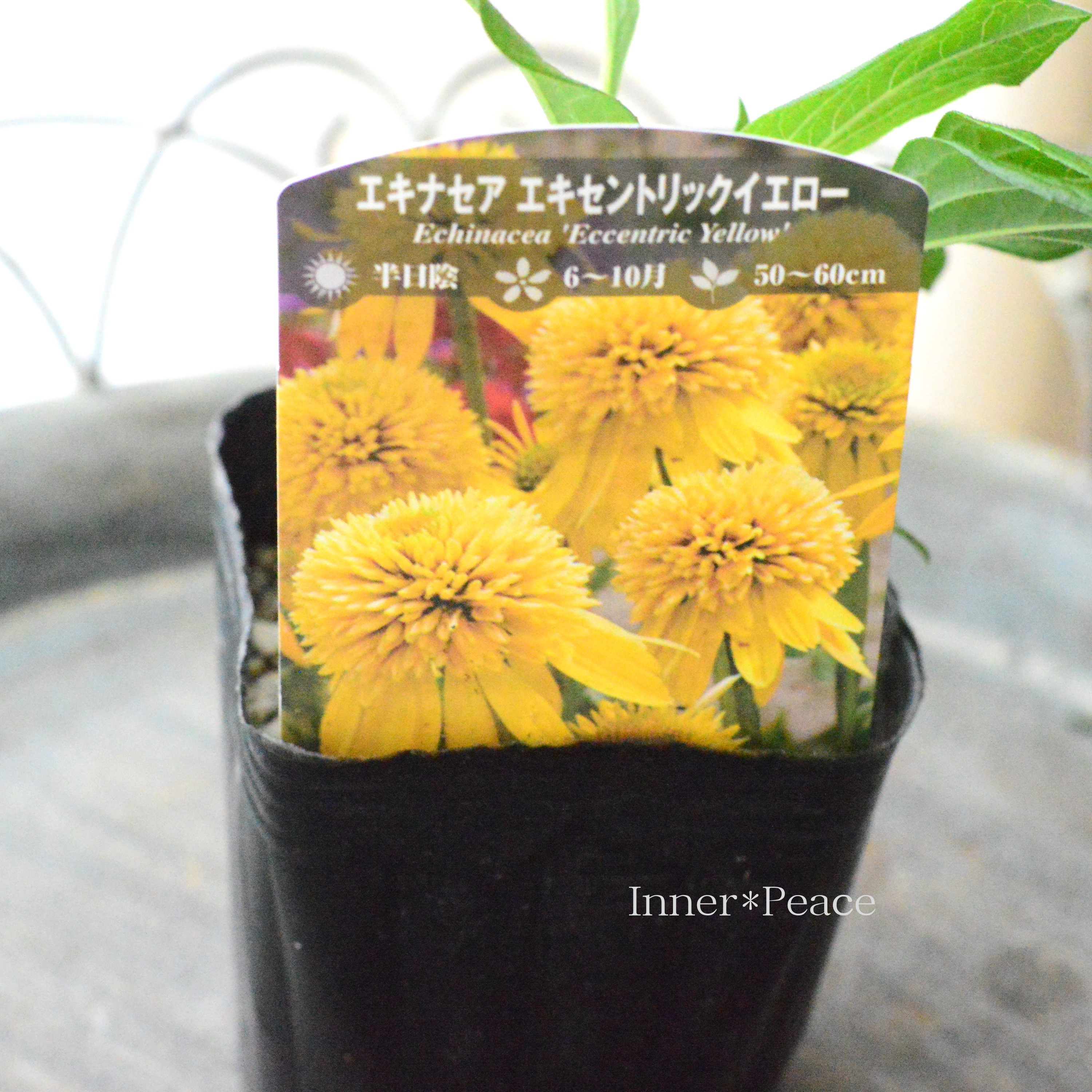 【暑さ寒さに強い】 エキナセア　『エキセントリックイエロー』植え込み用　3寸POT