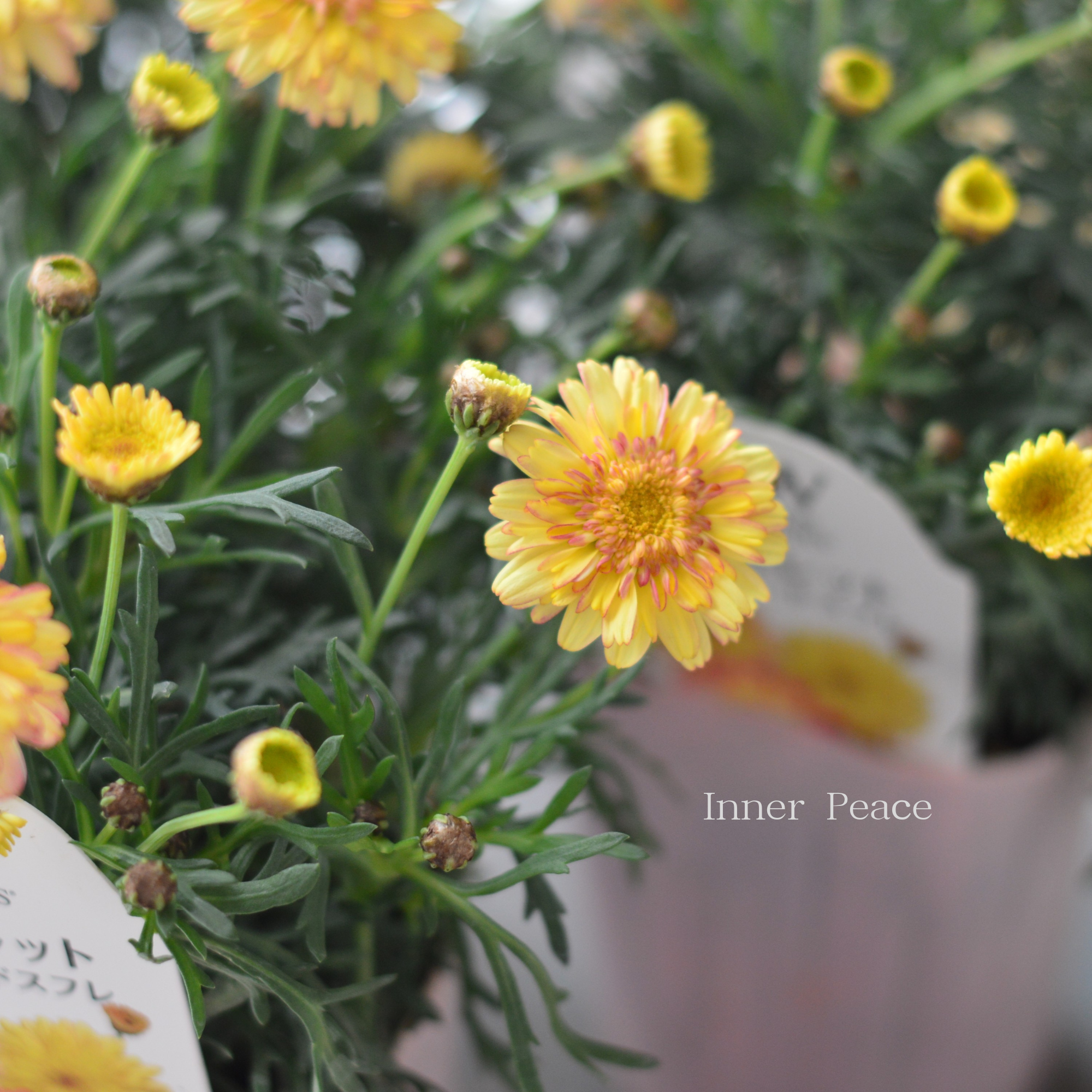 【PW】 マーガレット 『マーマレードスフレ』　　3寸ロングPOT