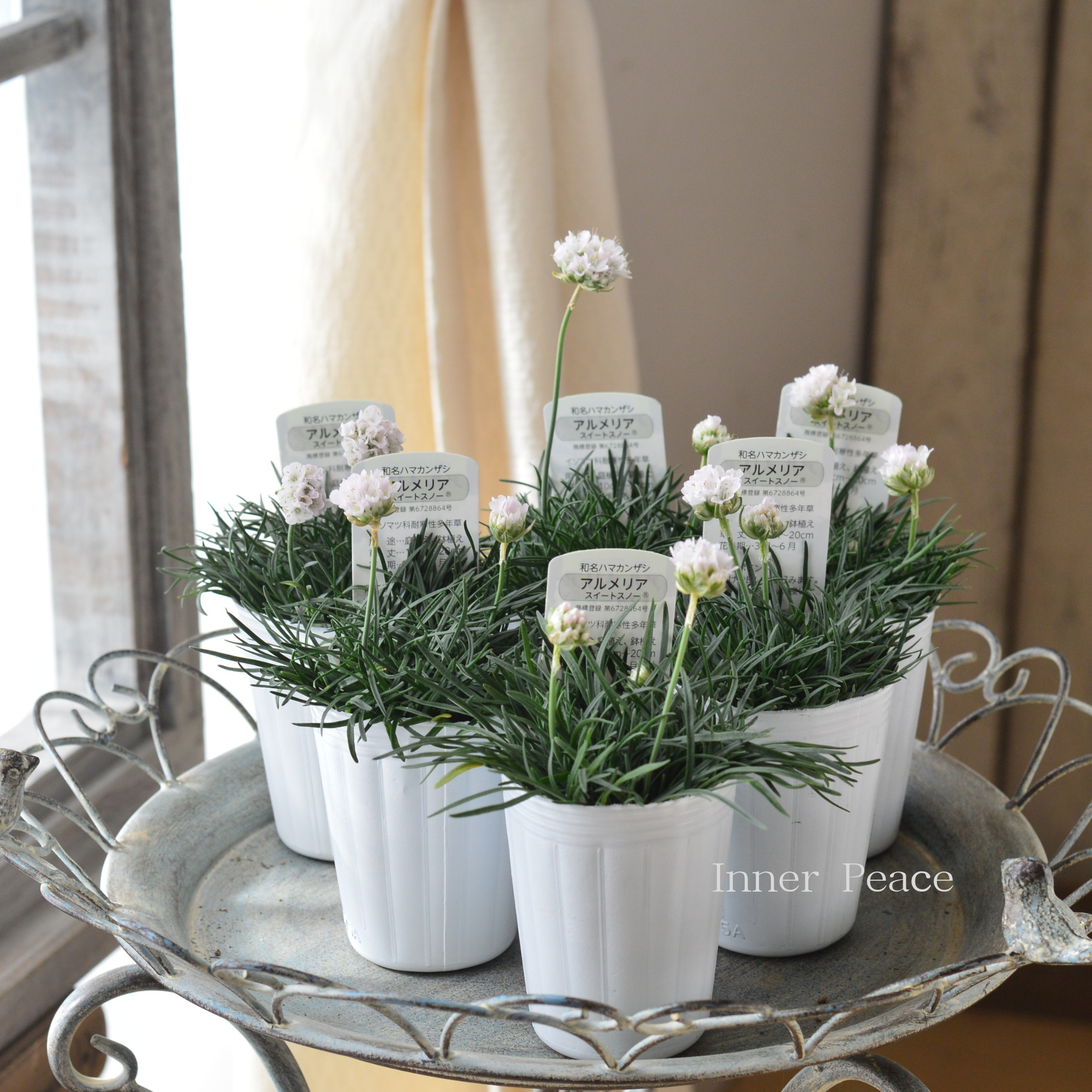 かわいい】 アルメリア 『スイートスノー』 2.5寸ロングPOT