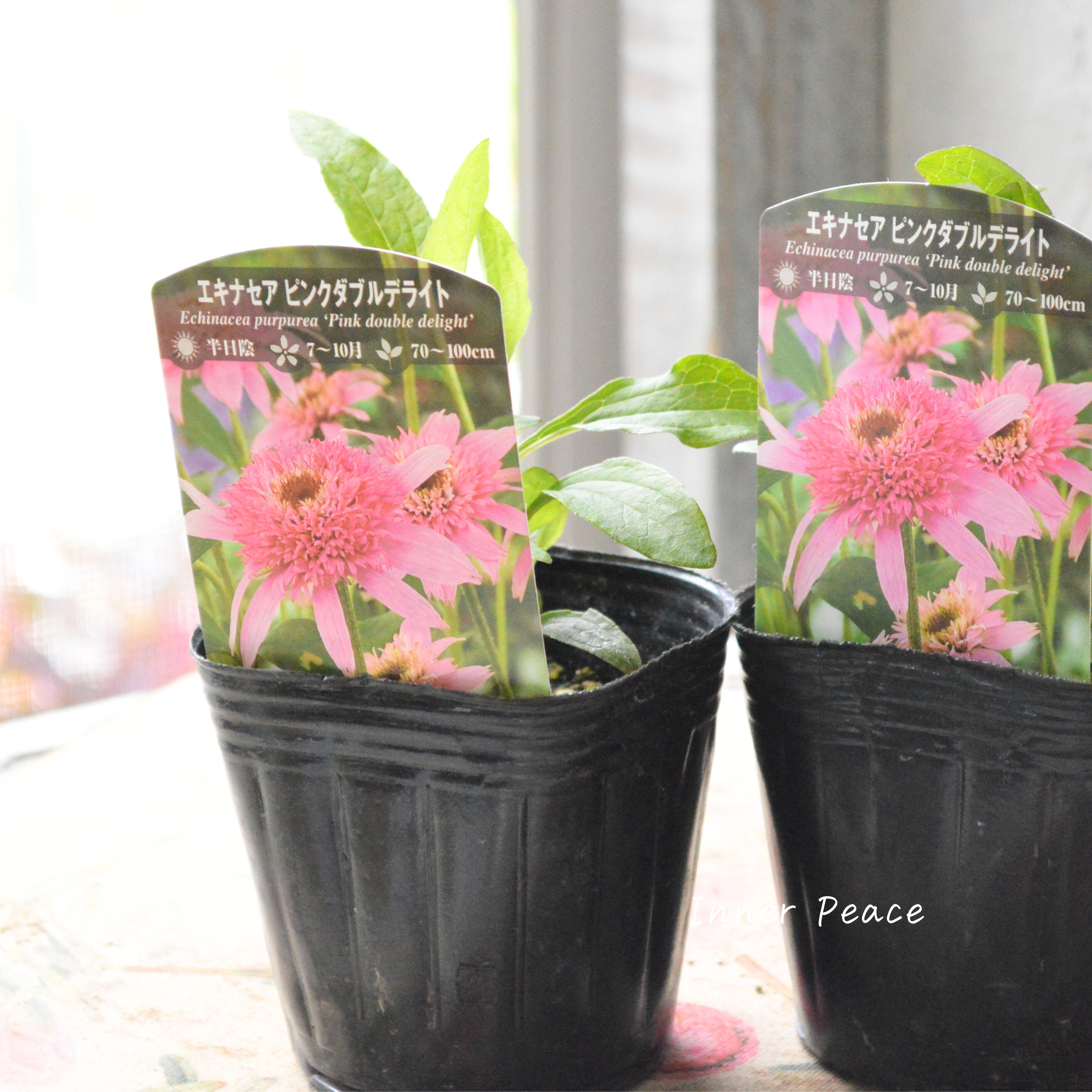 【暑さ寒さに強い】 エキナセア　『ピンクダブルデライト』植え込み用　3寸POT