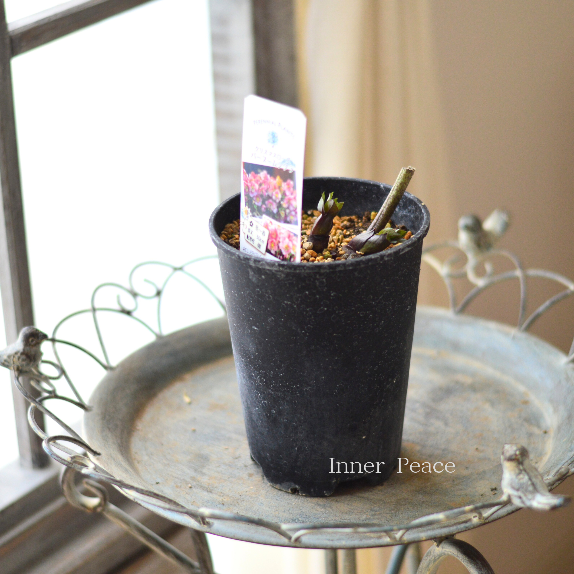 【希少】  クリスマスローズ 『バーブームシフラ』　　4寸鉢