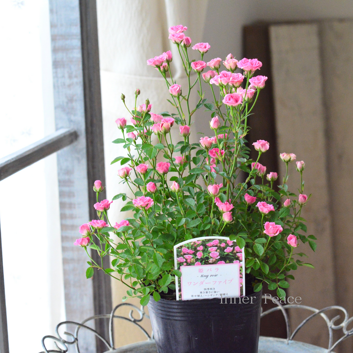 マイクロミニバラ　ワンダーファイブ b3367f3f9ee4dba31d1bc67feb614a