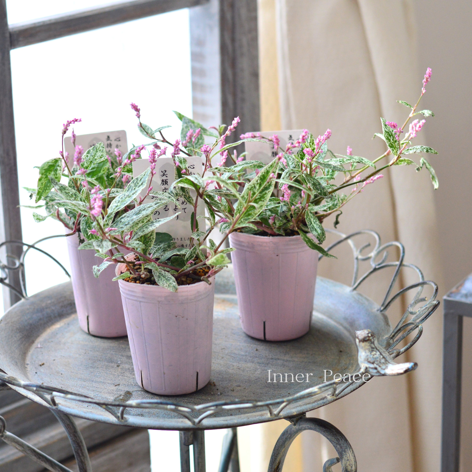 【希少】 ペルシカリア　『雪桜』　　2.5寸ロングPOT