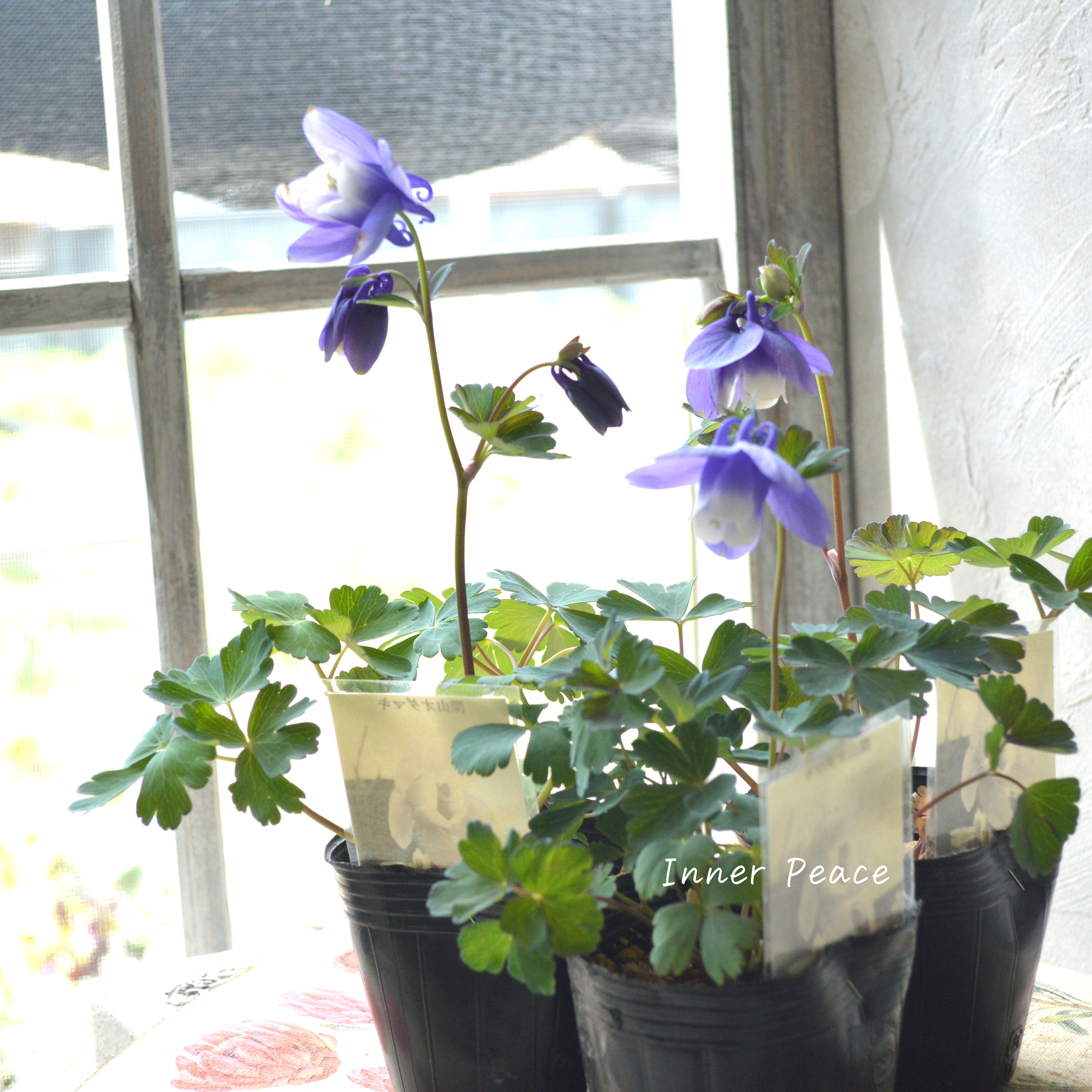 【美しい】 深山オダマキ 『紫花』　3寸POT