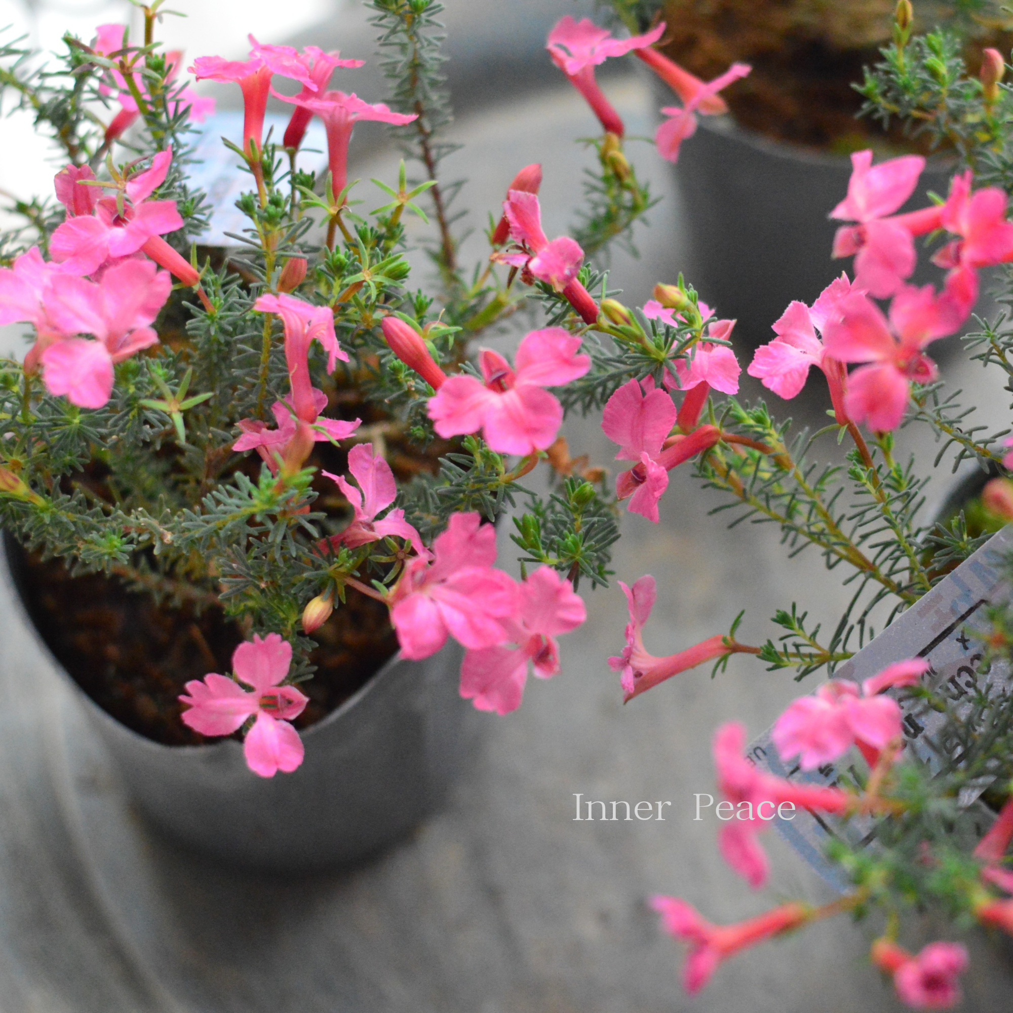 【美しい】 ハツコイソウ　『メルさくら』　　3寸POT