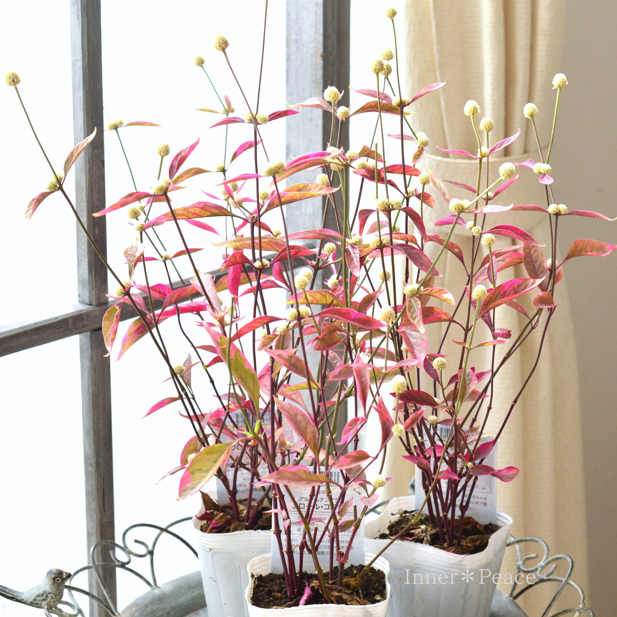 【寄せ植えに】 アルテルナンテラ　『フロール・コタキ』　3寸POT