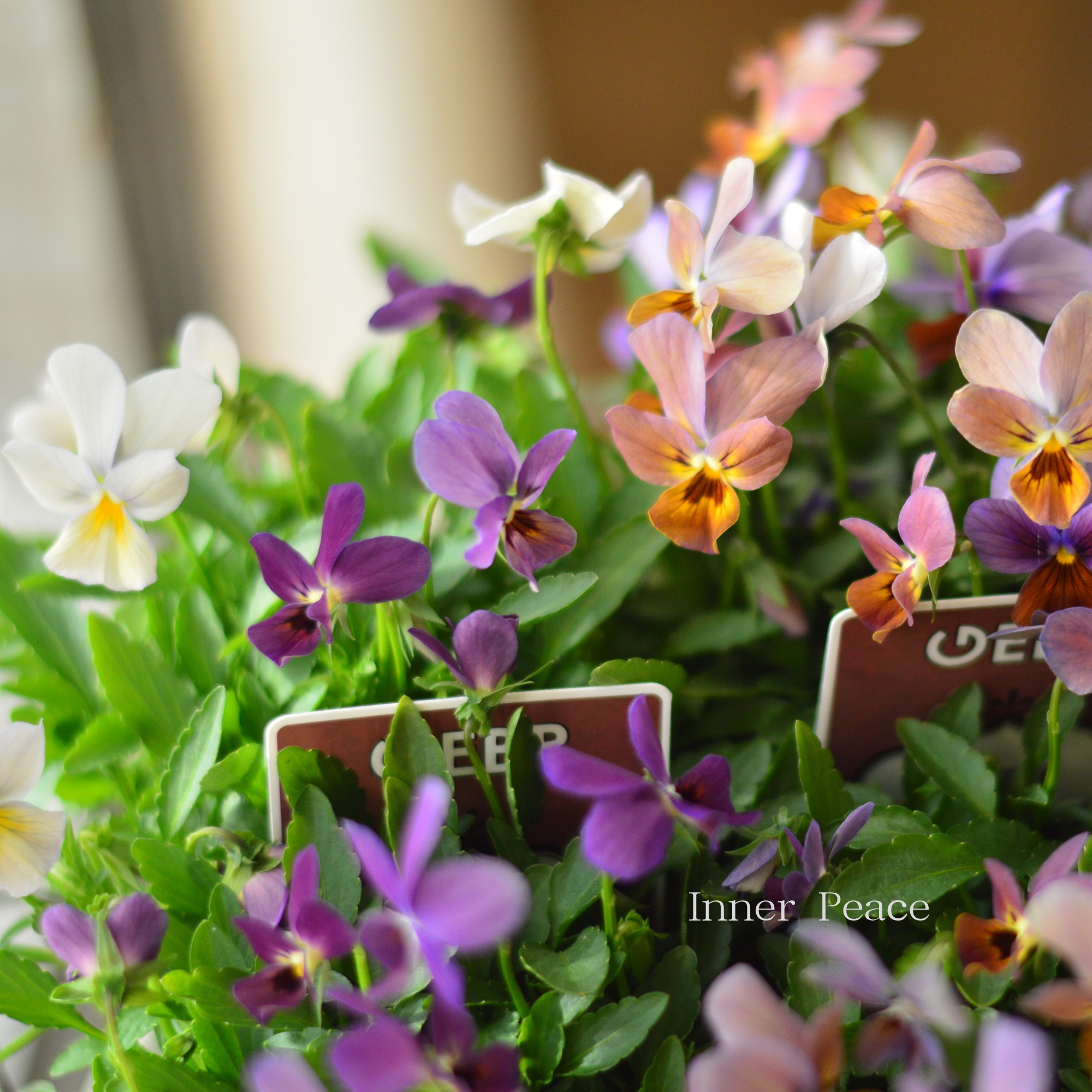 【ゲブラさん】 試験品種ビオラ　『ルナ』　3.5寸POT