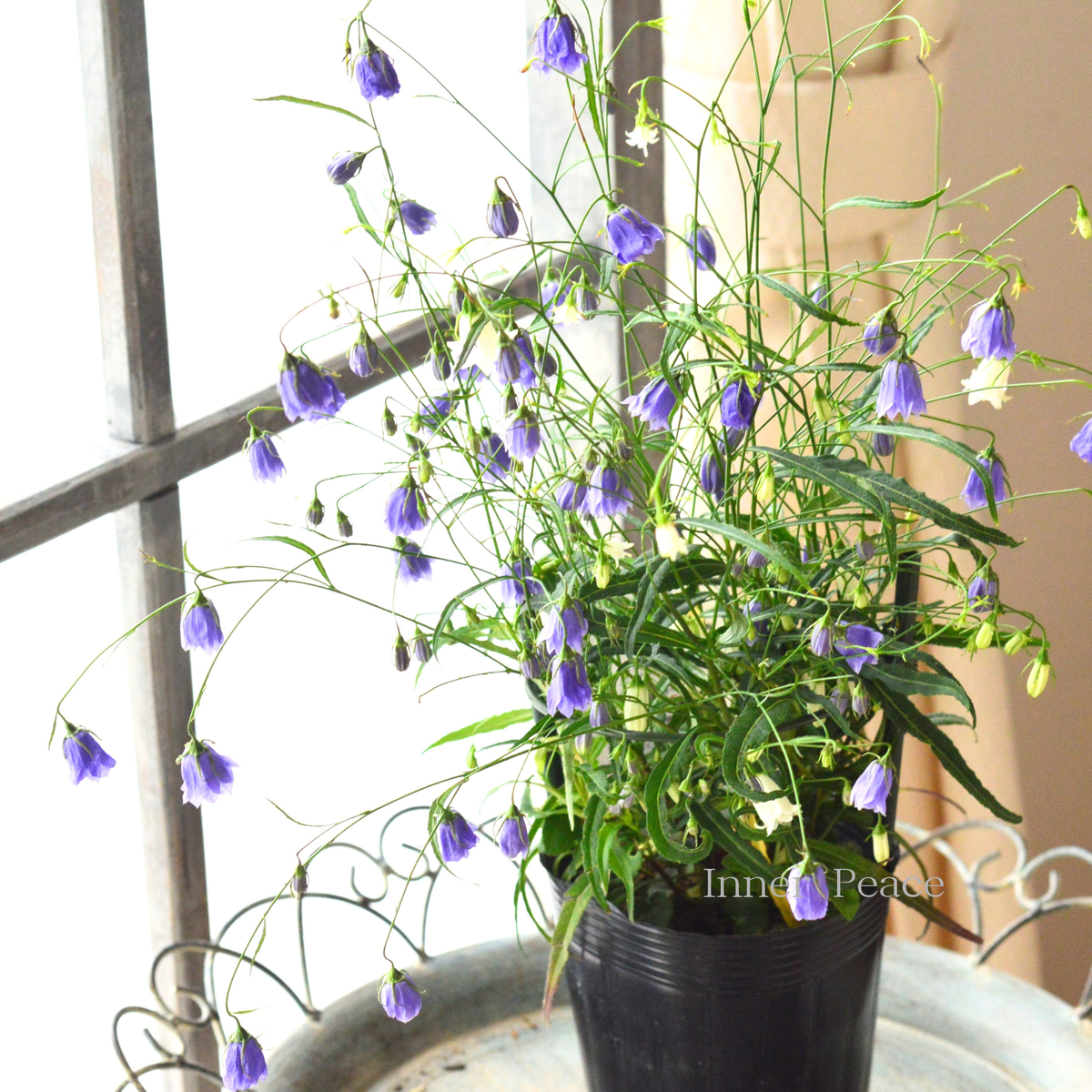 b4dcd0c314cac6cd3ae5e7b06cac25