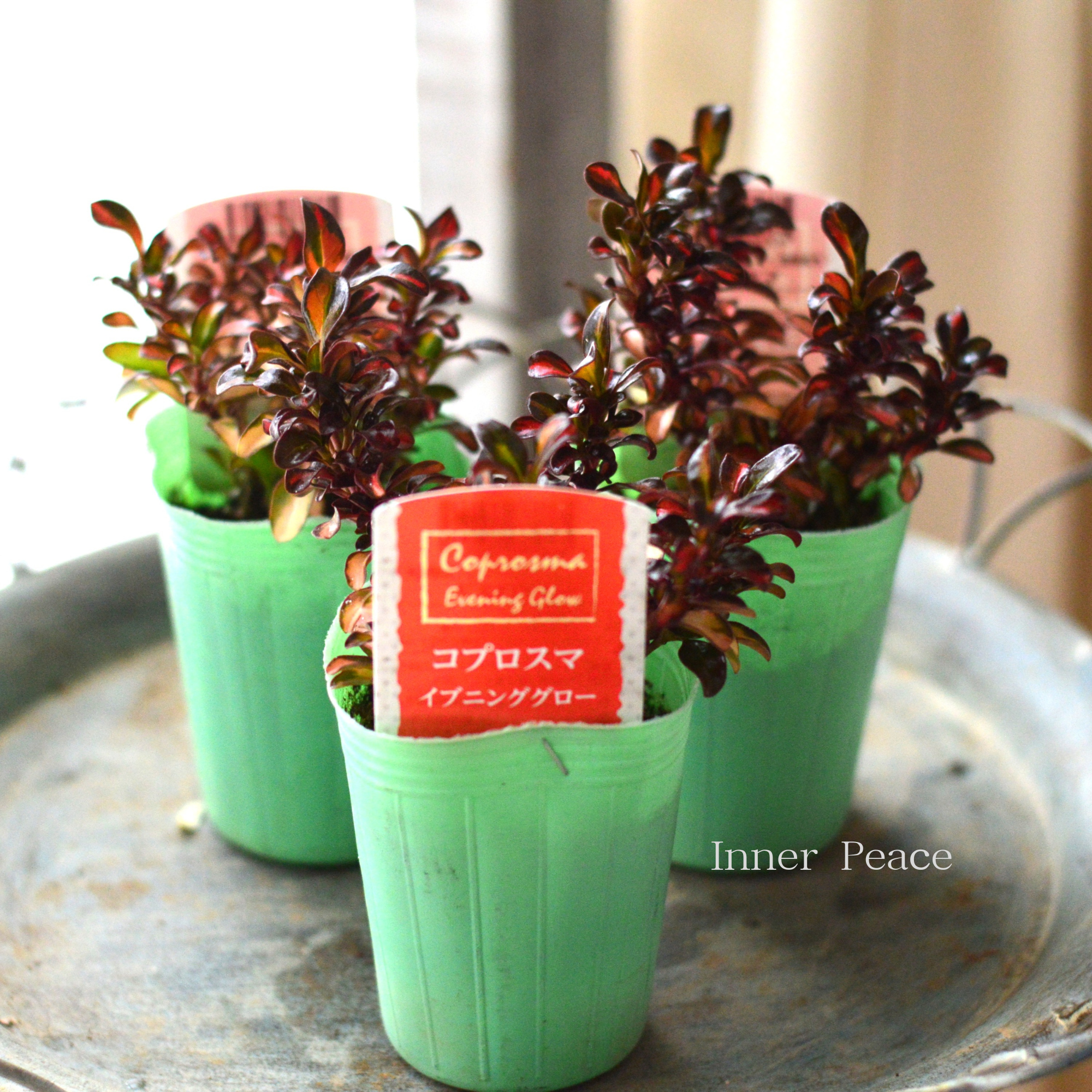 【寄せ植えに】 コプロスマ　『イブニンググロー』　2.5寸POT