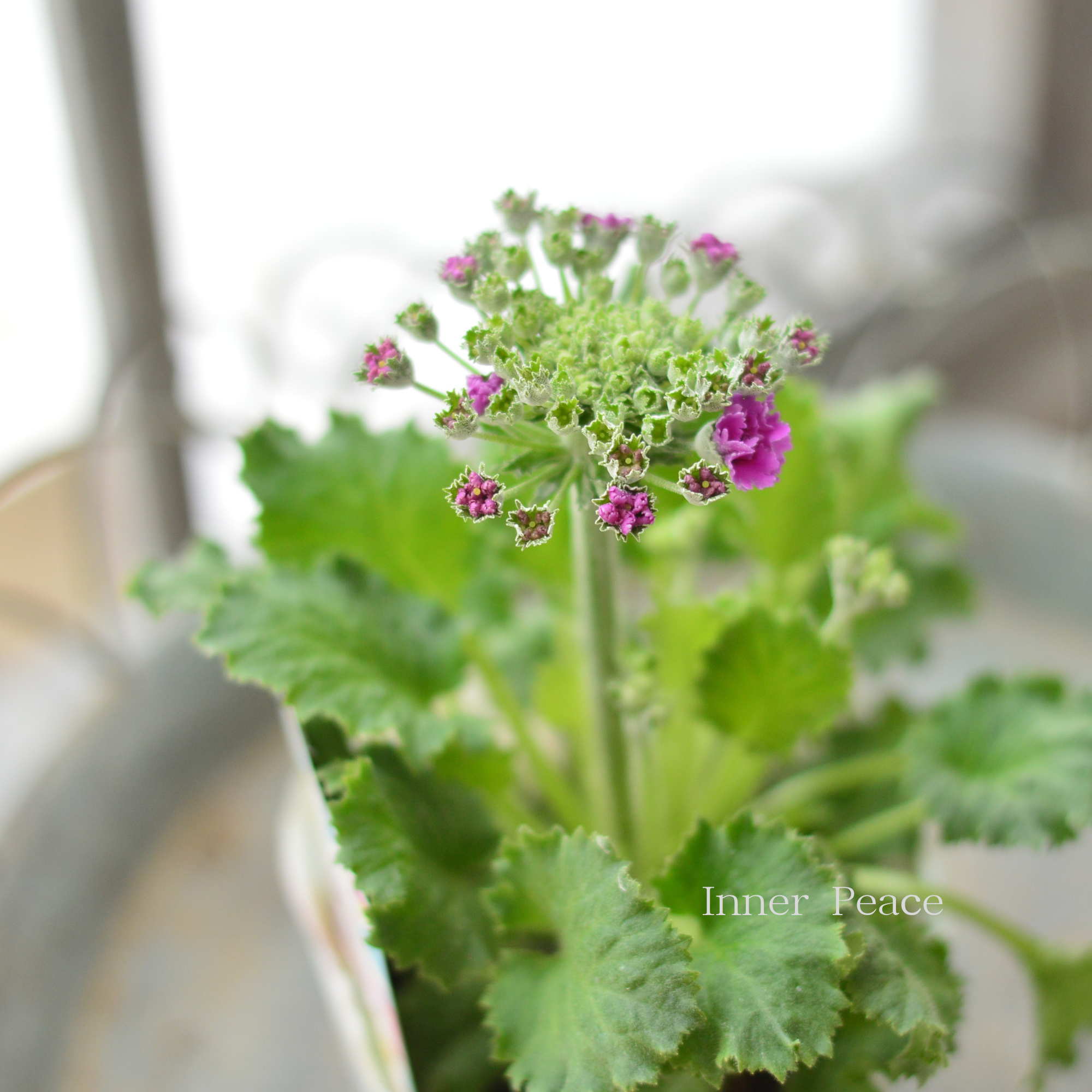 【北島園芸さん】 プリムラ マラコイデス 『パチパチキャンディ・ピンク系』　　3.5寸POT
