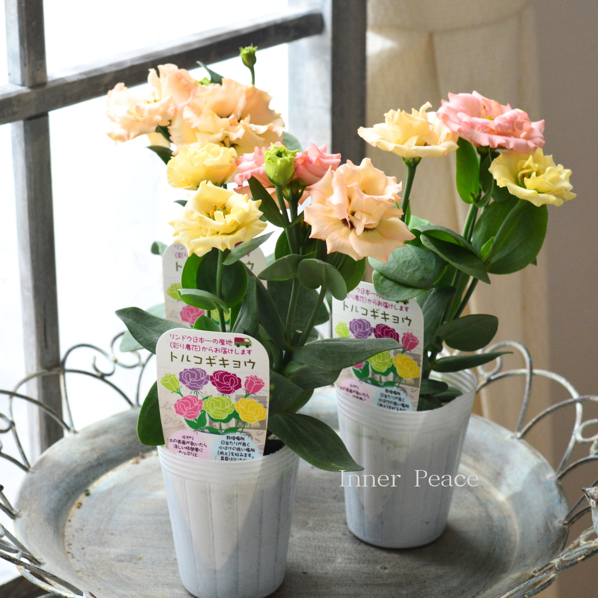 専用になりました。トルコ、薔薇4点 楽天市場】つるバラ 【つるプリンセスドモナコ】 2年生大苗
