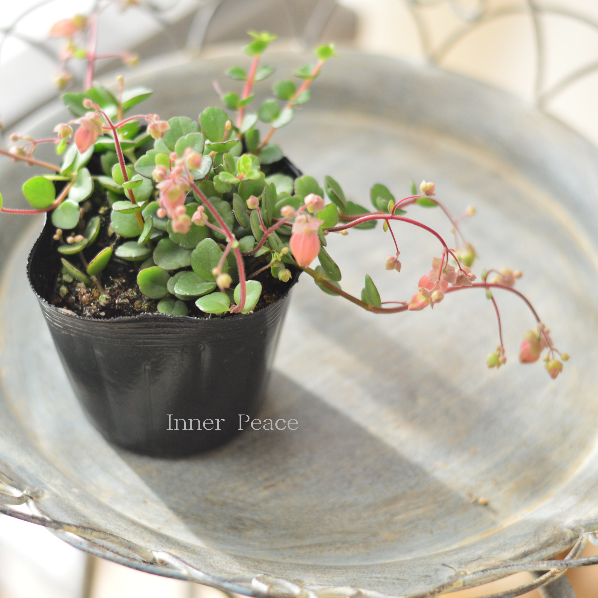 【かわいい】　カランコエ　『フィフィ』　　3.5寸POT