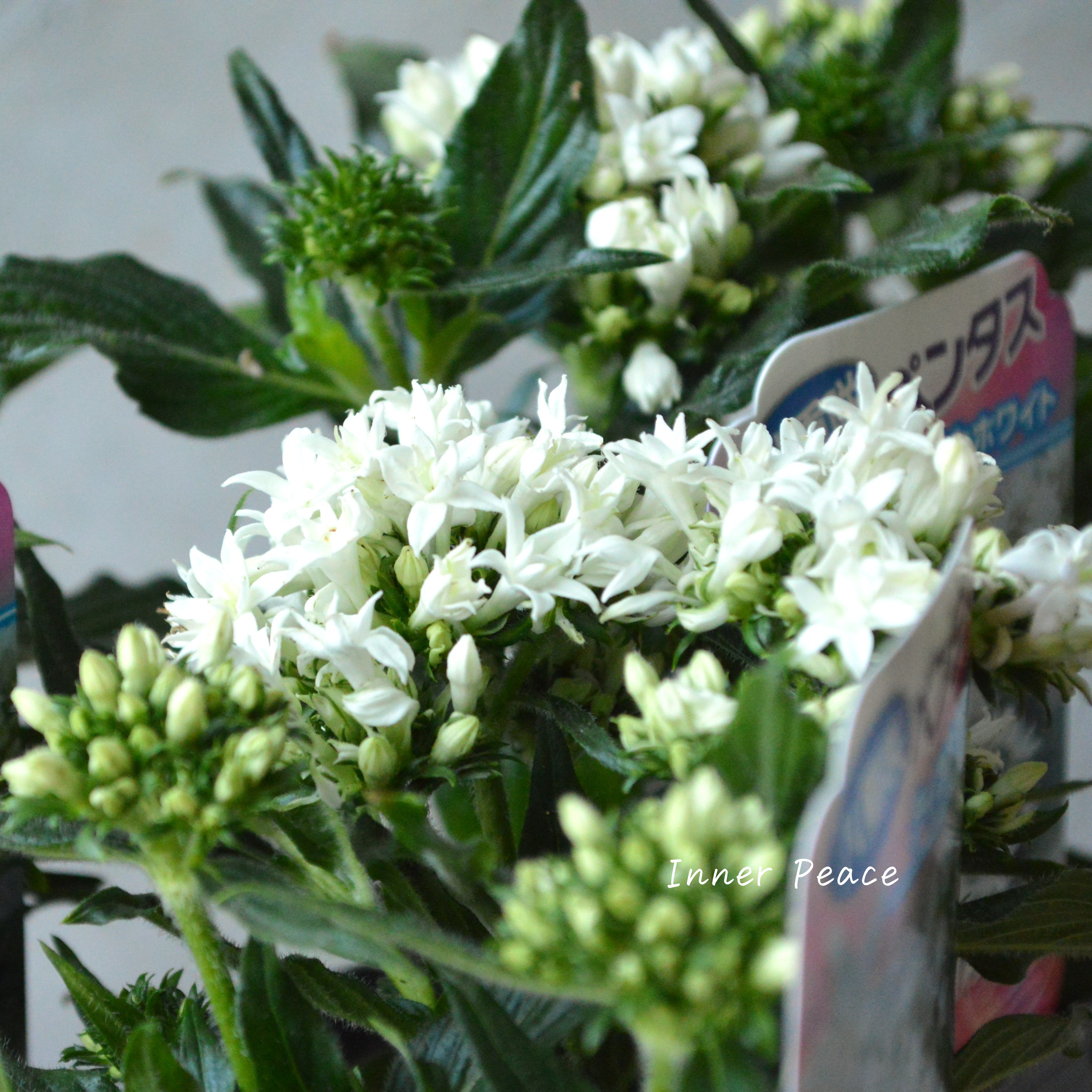【暑さに強い】 八重咲きペンタス 『ライカ・ホワイト』　3.5寸POT