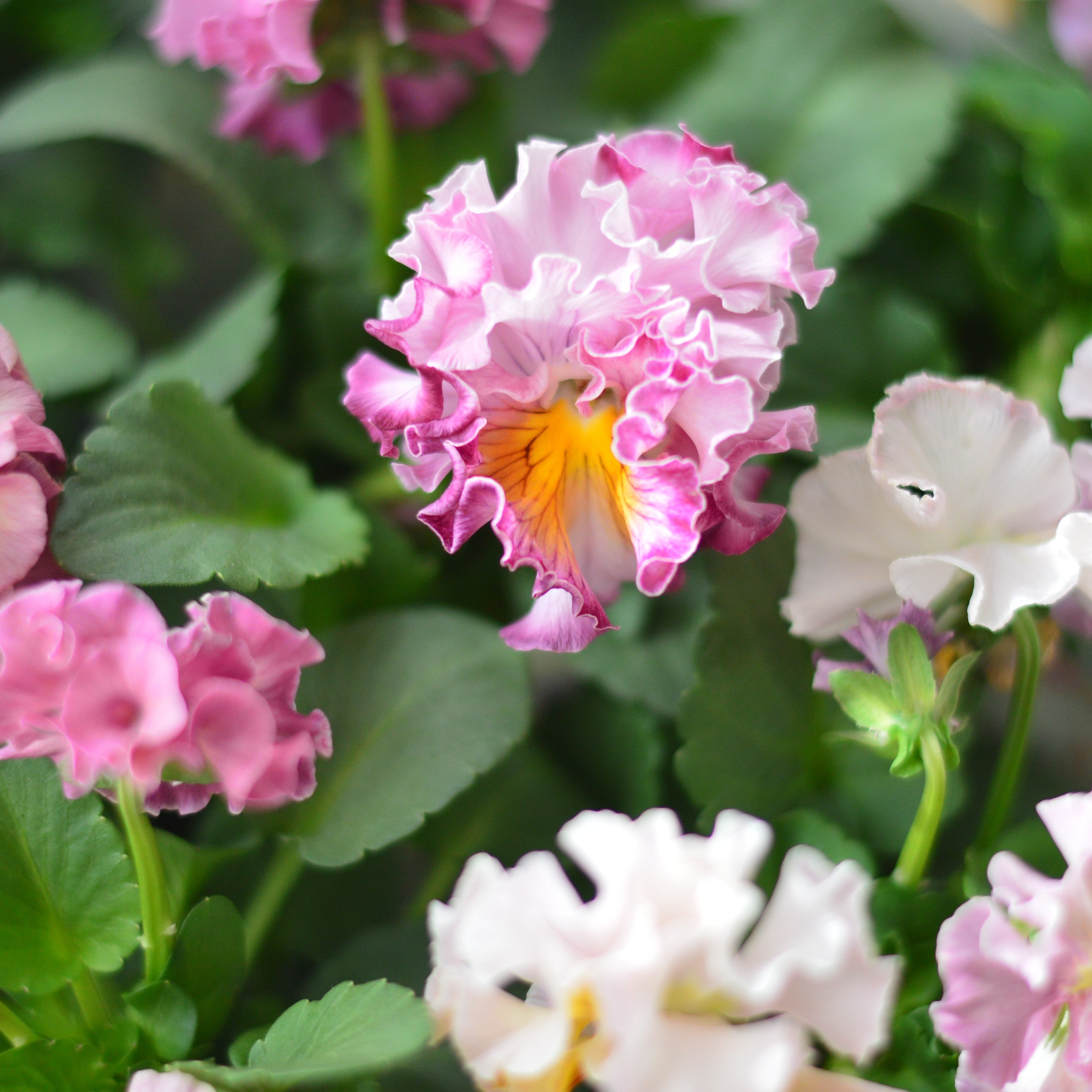 【松原園芸さん】 パンジー　『スリールドランジュ・ピンク系』　　3寸POT