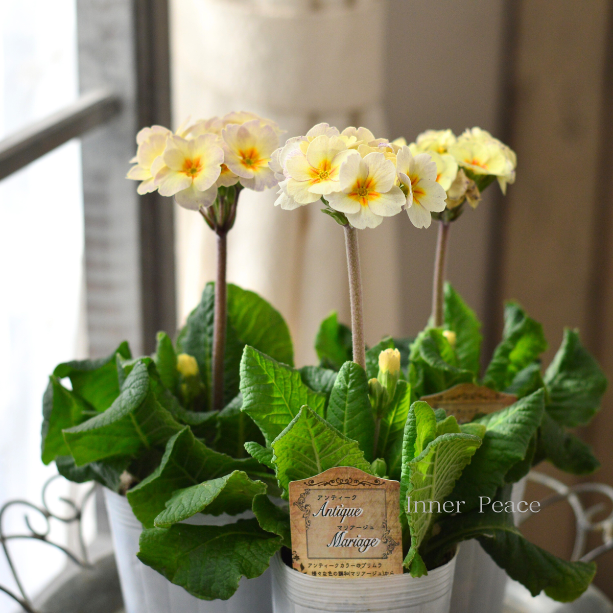 松原園芸さん】 プリムラ・アンティークマリアージュ 『立性タイプ