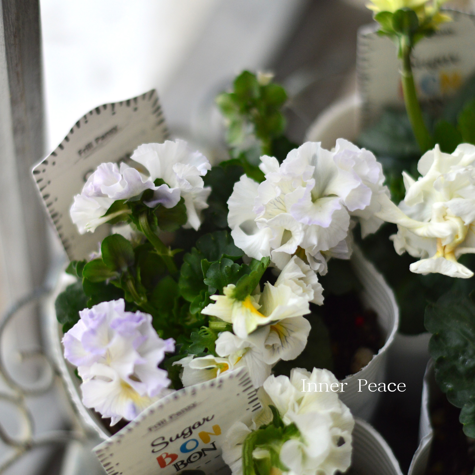 【湘南Berryさん】 フリルパンジー 『シュガーボンボン・ホワイト系』　3寸POT